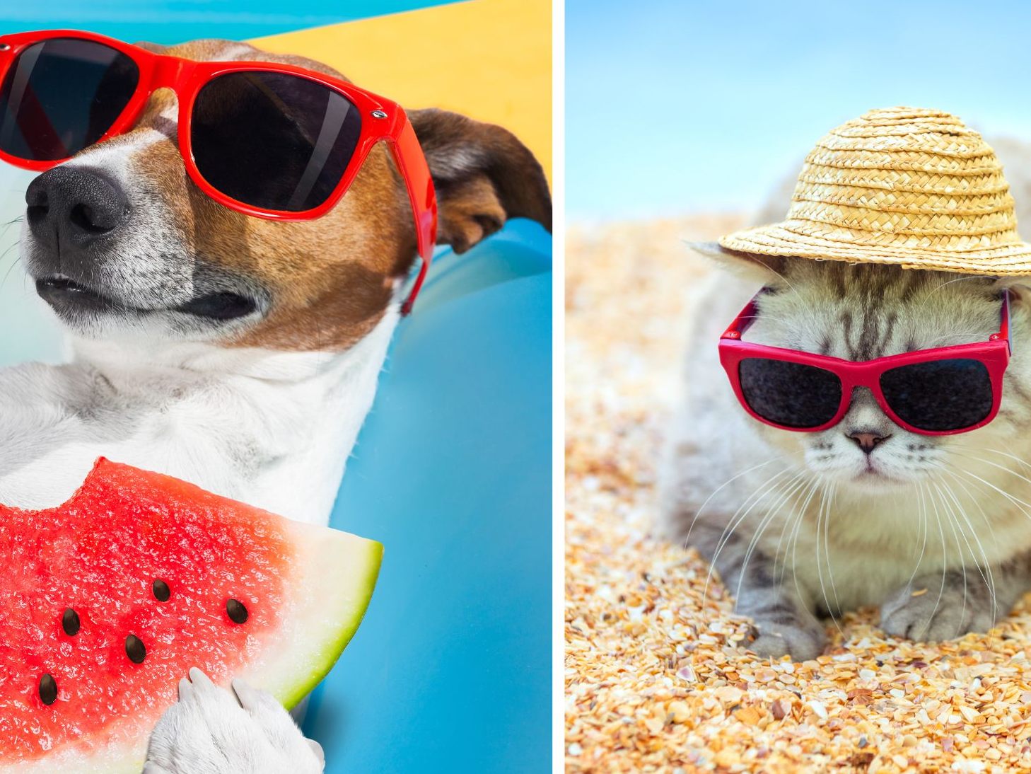 Wie Sie Ihre Tiere vor Hitze schützen - und wie nicht. Wie Sie Ihre Tiere vor Hitze schützen - und wie nicht.