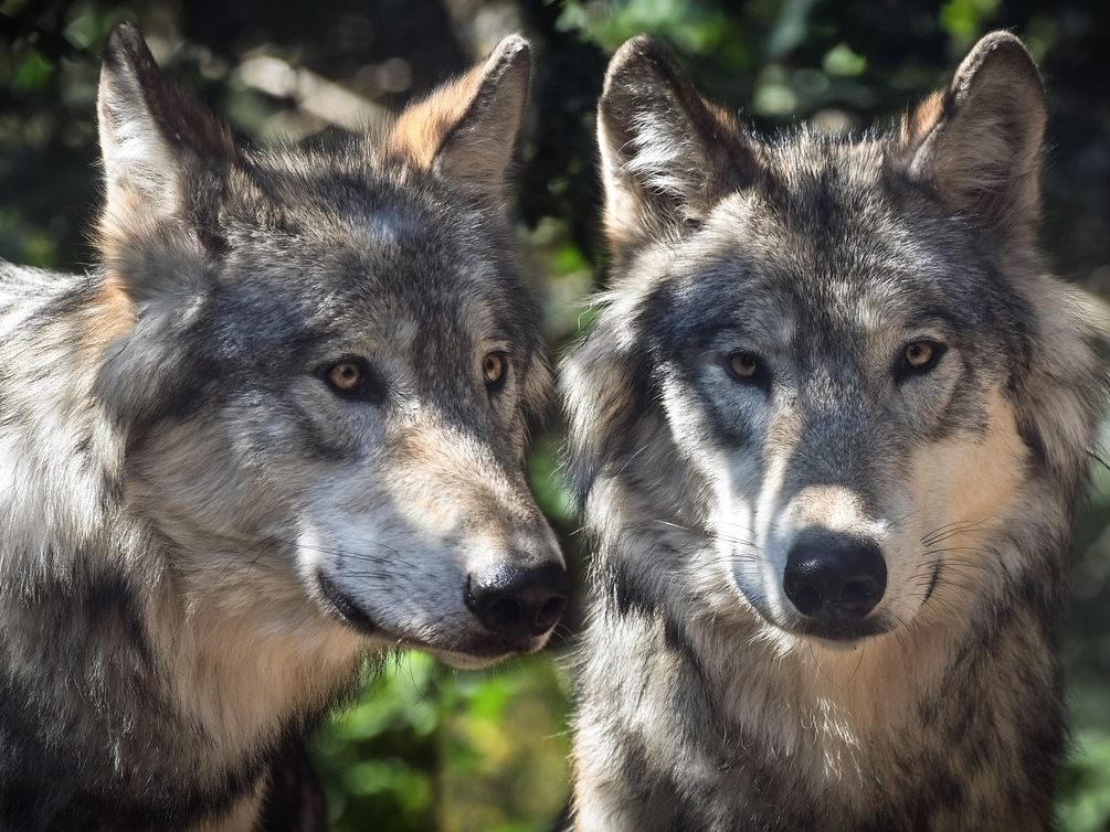 Eine Beschwerde wurde gegen die Kärntner Wolfsverordnung eingebracht. Eine Beschwerde wurde gegen die Kärntner Wolfsverordnung eingebracht.