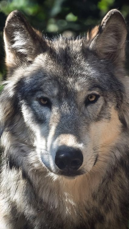 Eine Beschwerde wurde gegen die Kärntner Wolfsverordnung eingebracht.