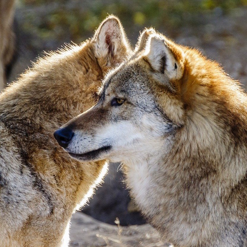 Die VGT-Tierschützer kündigen wegen den Wolfs-Verordnungen Anzeigen an.