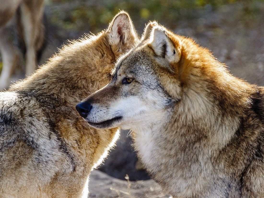 Die VGT-Tierschützer kündigen wegen den Wolfs-Verordnungen Anzeigen an.