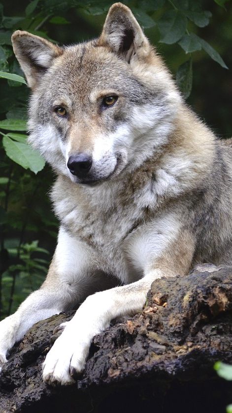 Erstmals wurde ein Wolf in Osttirol nach der neuen Verordnung erlegt.