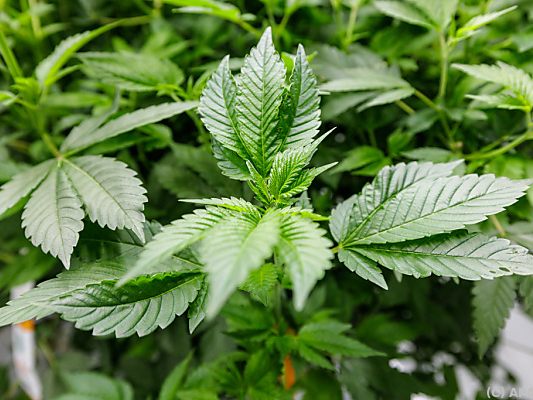 Über Cannabis-Crowdgrowing soll der Betrug gelaufen sein Über Cannabis-Crowdgrowing soll der Betrug gelaufen sein