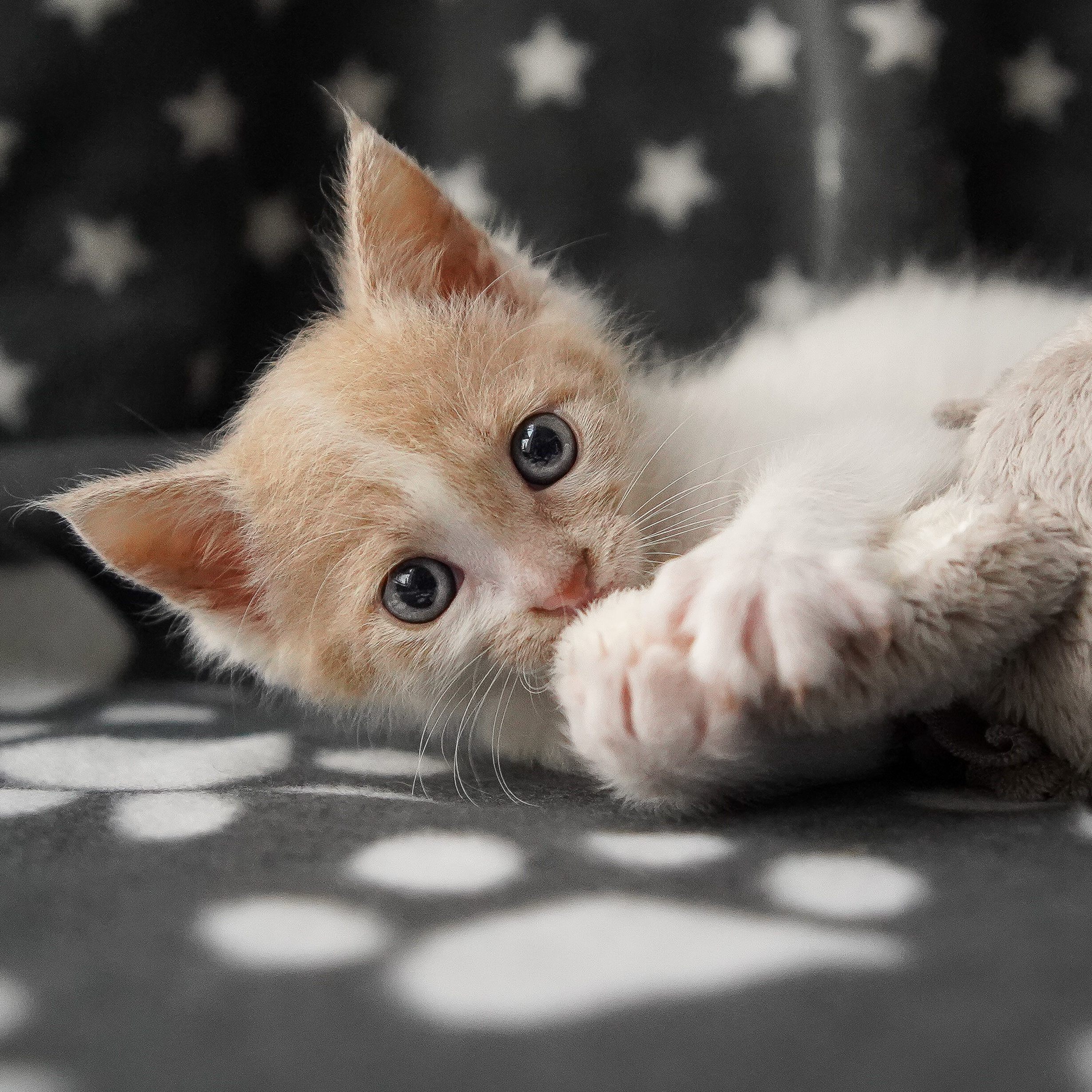 Das Kätzchen Camy hat nun die Chance auf ein glückliches Leben.