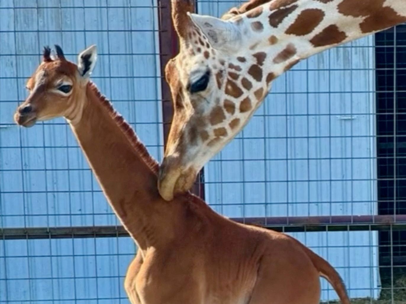 Eine Giraffe ohne Flecken wurde in einem US-Zoo geboren.