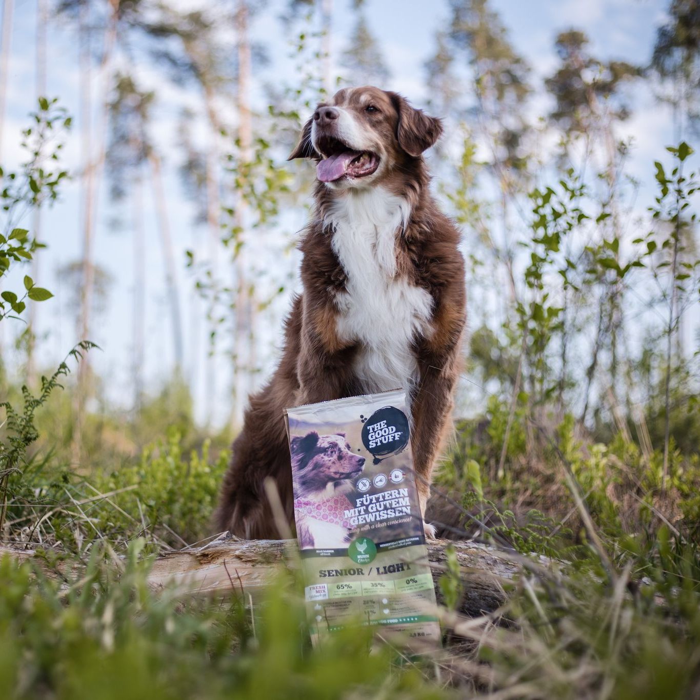 "THE GOODSTUFF" verrät Tipps zur Abkühlung eures Vierbeiners im Sommer.