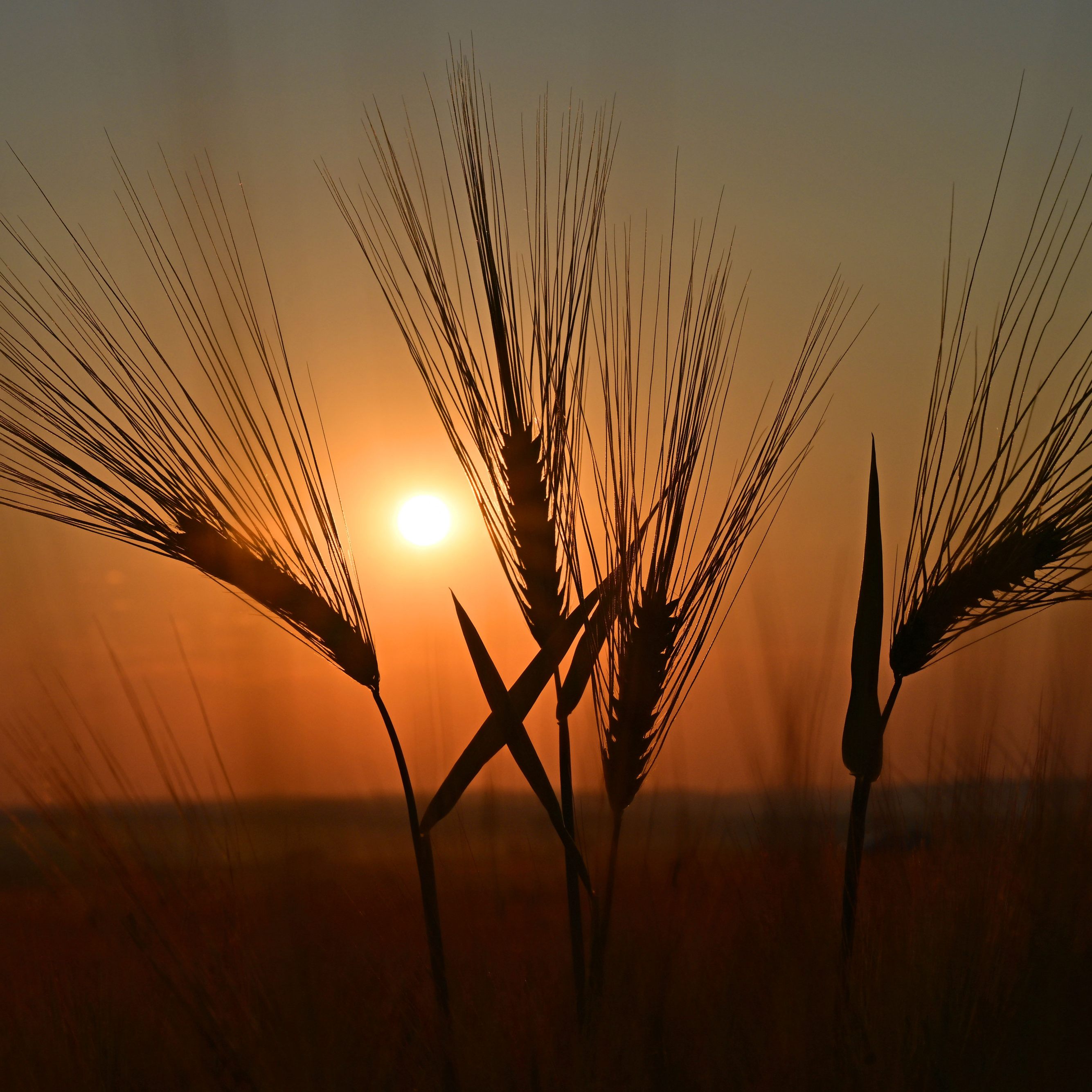 Hunderte Lkw beladen mit Getreide hängen vor den ukrainischen Donau-Häfen fest.