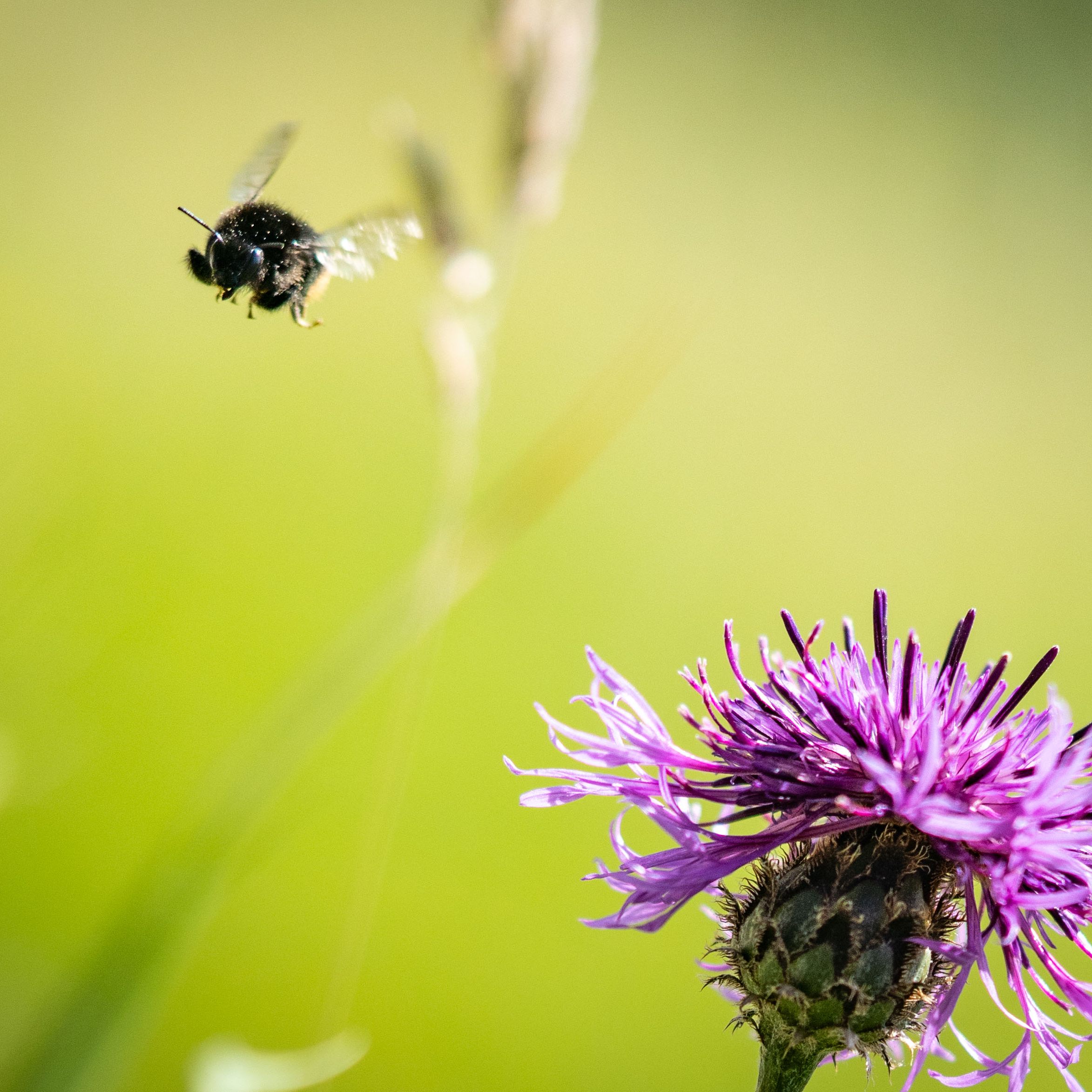 Im Bild: Eine Wildbiene.