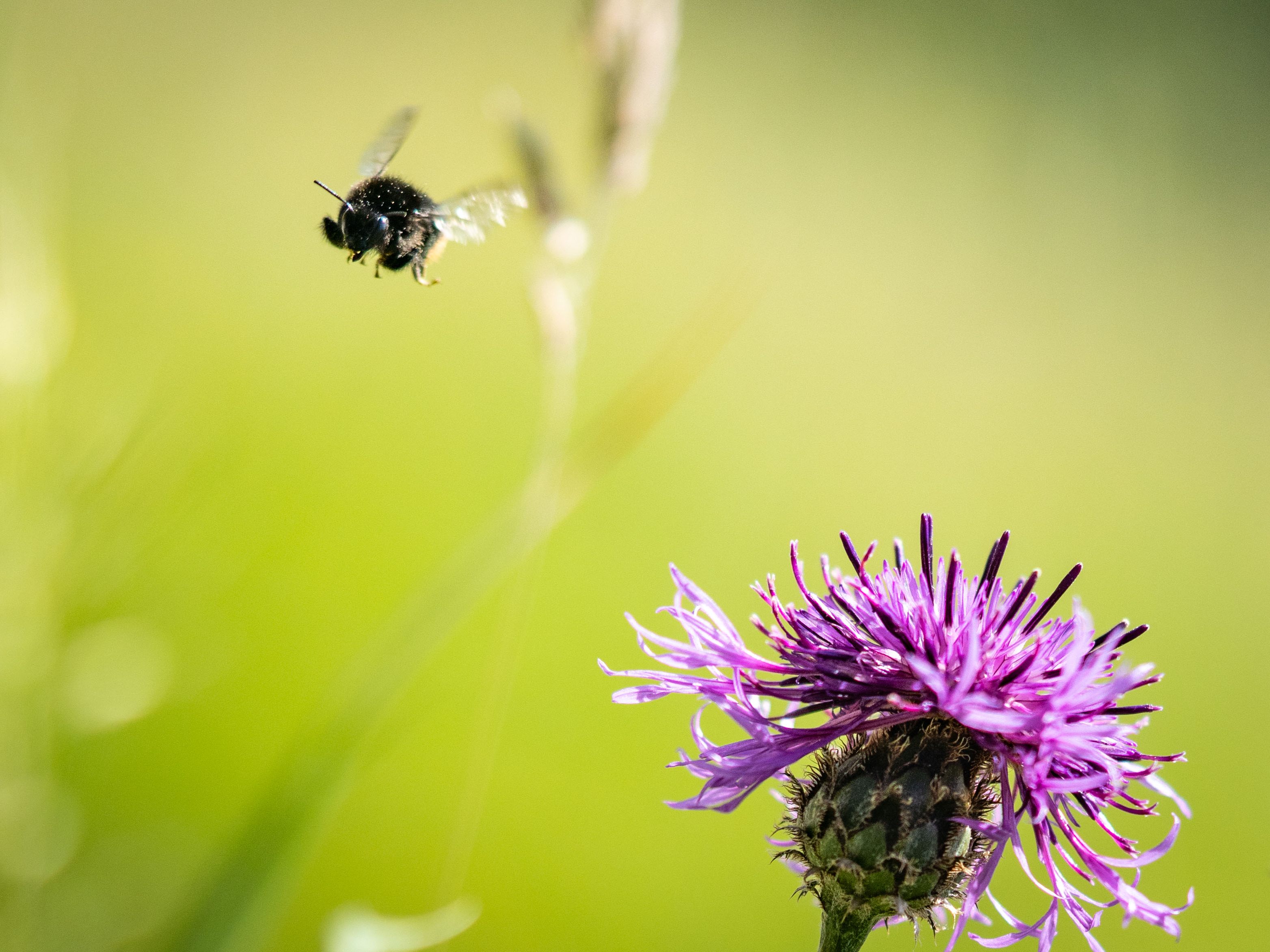 Im Bild: Eine Wildbiene. Im Bild: Eine Wildbiene.