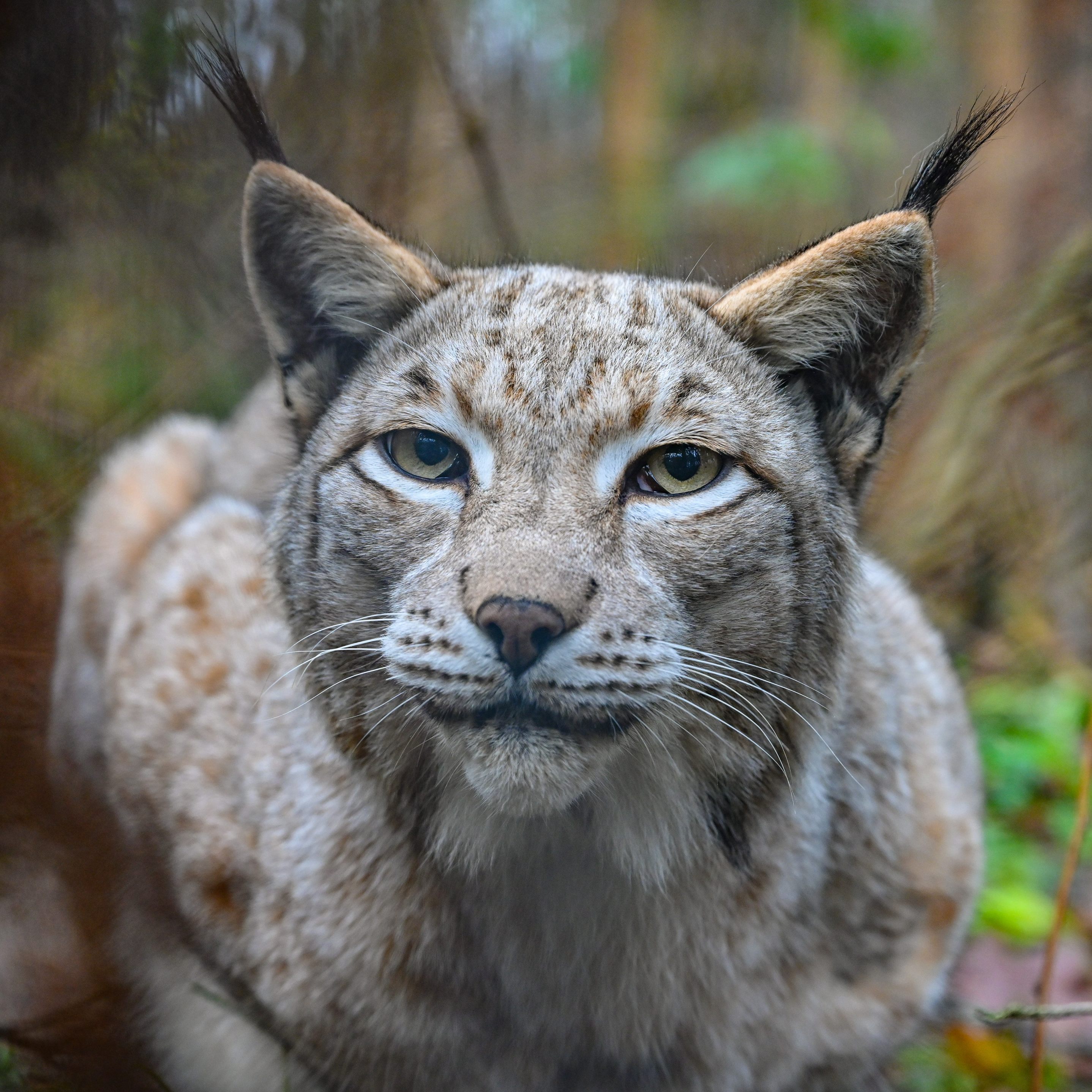 Die Rückkehr von Luchsen nach Österreich wird laut Umfrage begrüßt.