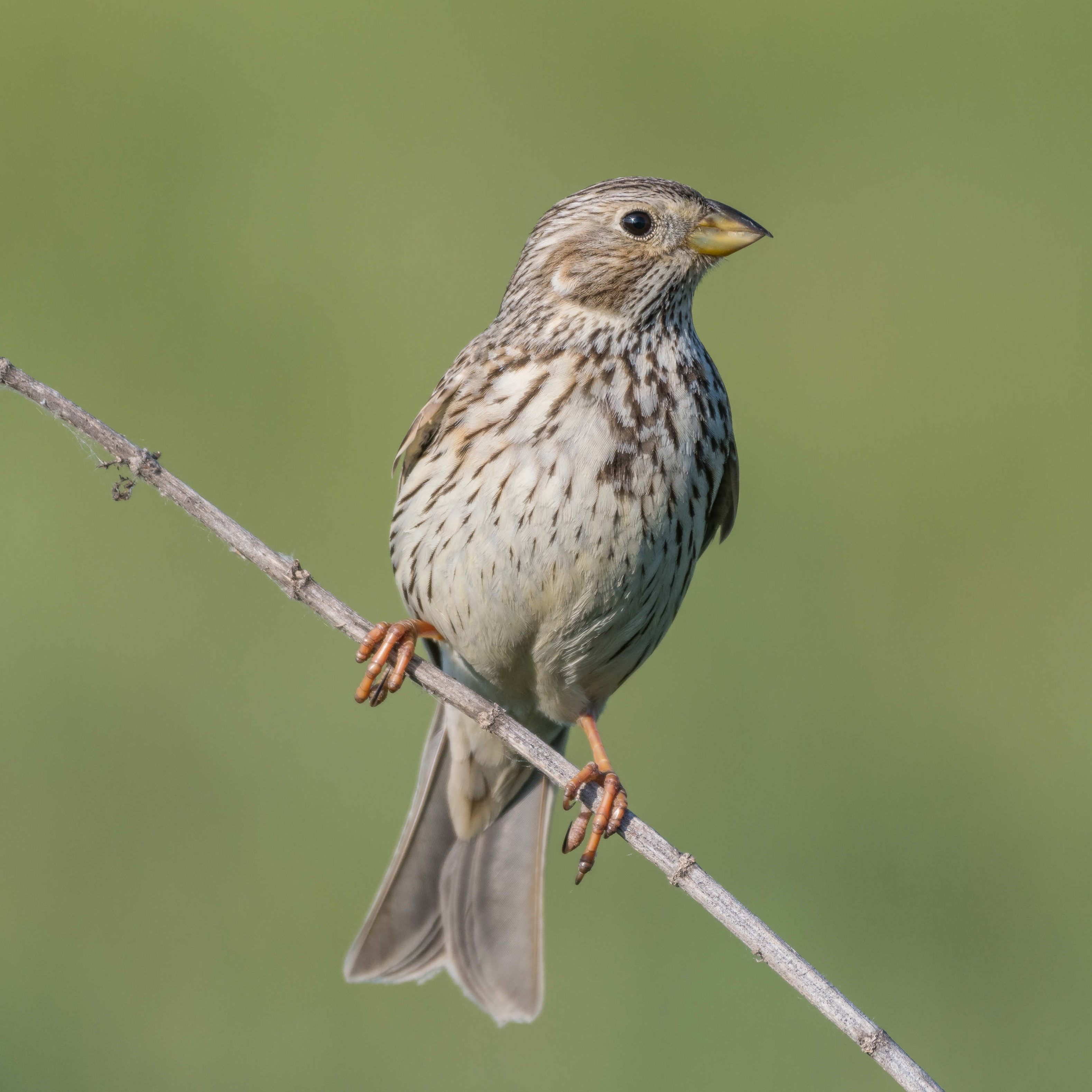 Die Grauammer steht quasi vor dem Aus.