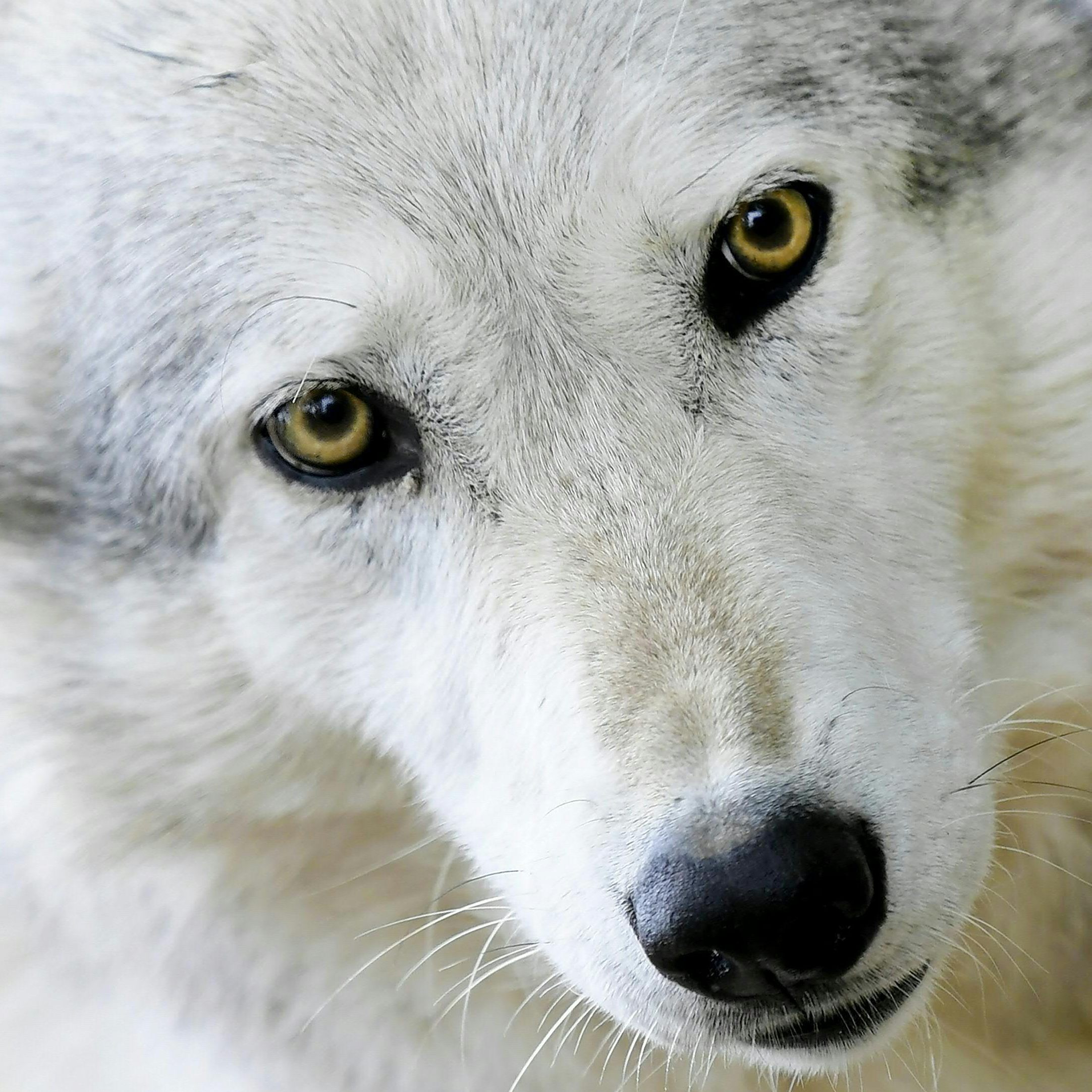 Erneut wurde der Abschuss eines Wolfs in Oberösterreich genehmigt.