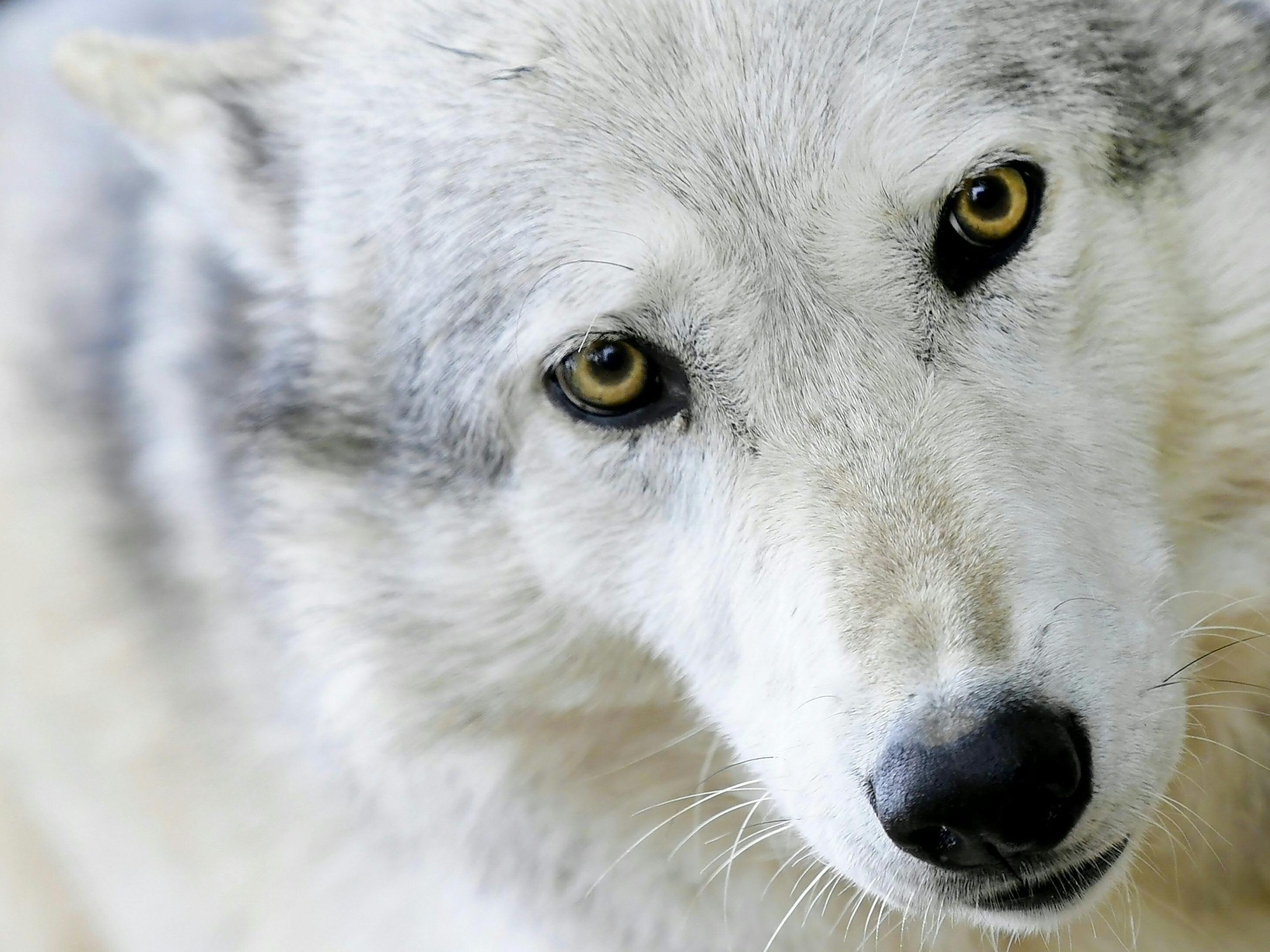 Erneut wurde der Abschuss eines Wolfs in Oberösterreich genehmigt. Erneut wurde der Abschuss eines Wolfs in Oberösterreich genehmigt.