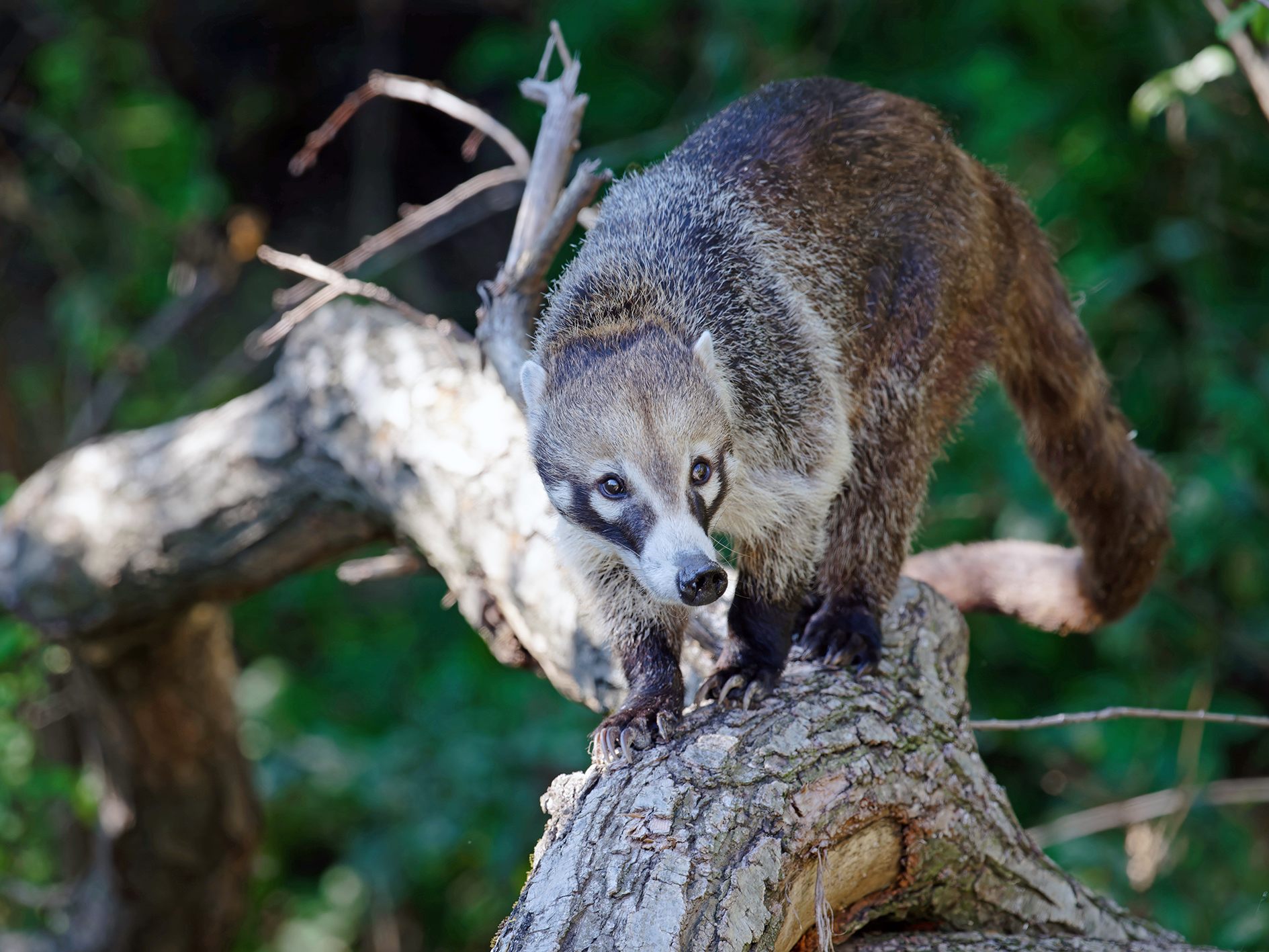 Im Wiener Tiergarten Schönbrunn ist man zuversichtlich, dass die Vergesellschaftung der zwei Arten gut funktionieren wird. Im Wiener Tiergarten Schönbrunn ist man zuversichtlich, dass die Vergesellschaftung der zwei Arten gut funktionieren wird.