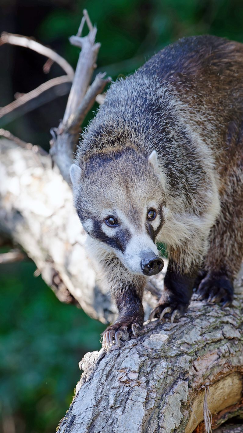 Im Wiener Tiergarten Schönbrunn ist man zuversichtlich, dass die Vergesellschaftung der zwei Arten gut funktionieren wird.