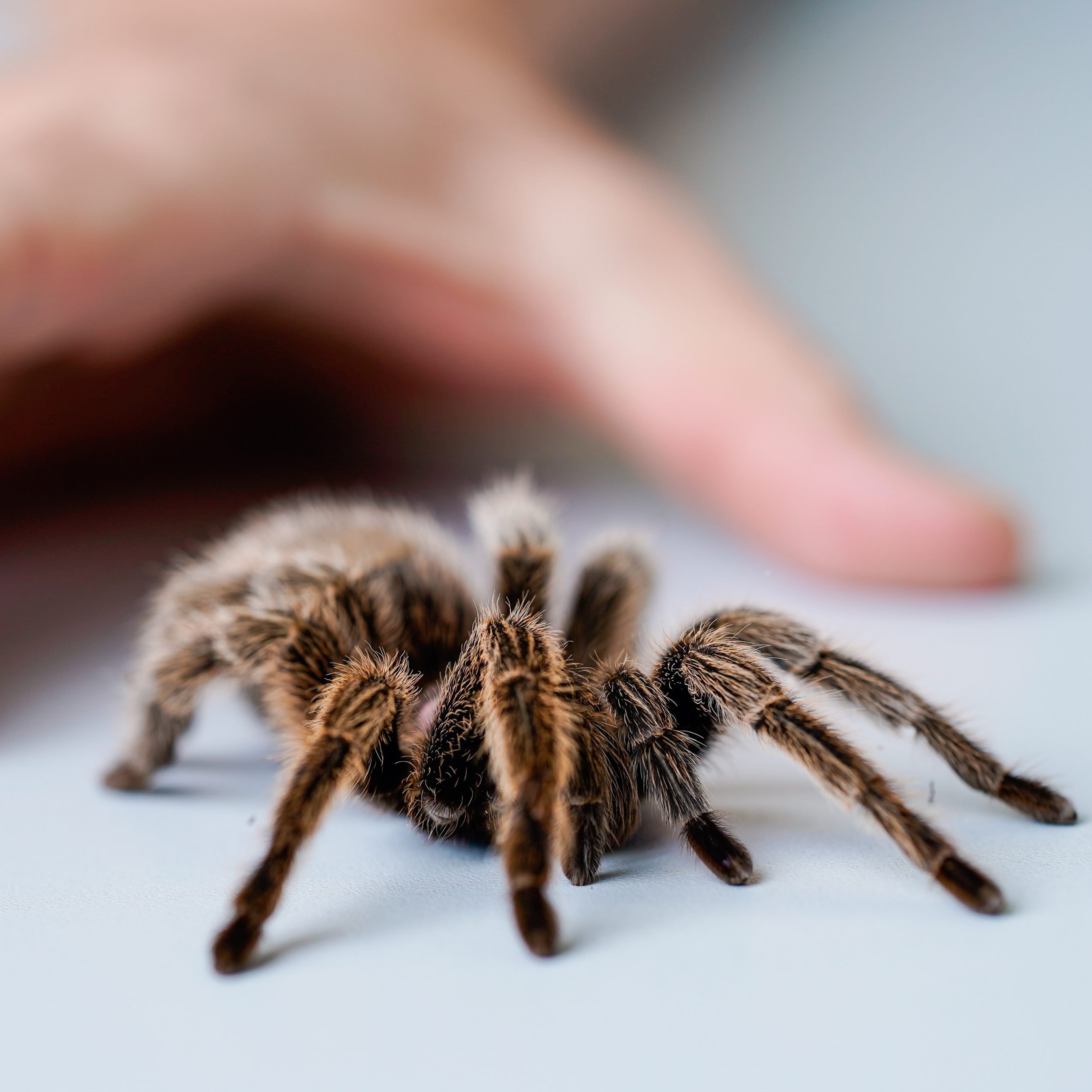In einem Stiegenhaus in Niederösterreich wurde eine Vogelspinne entdeckt.