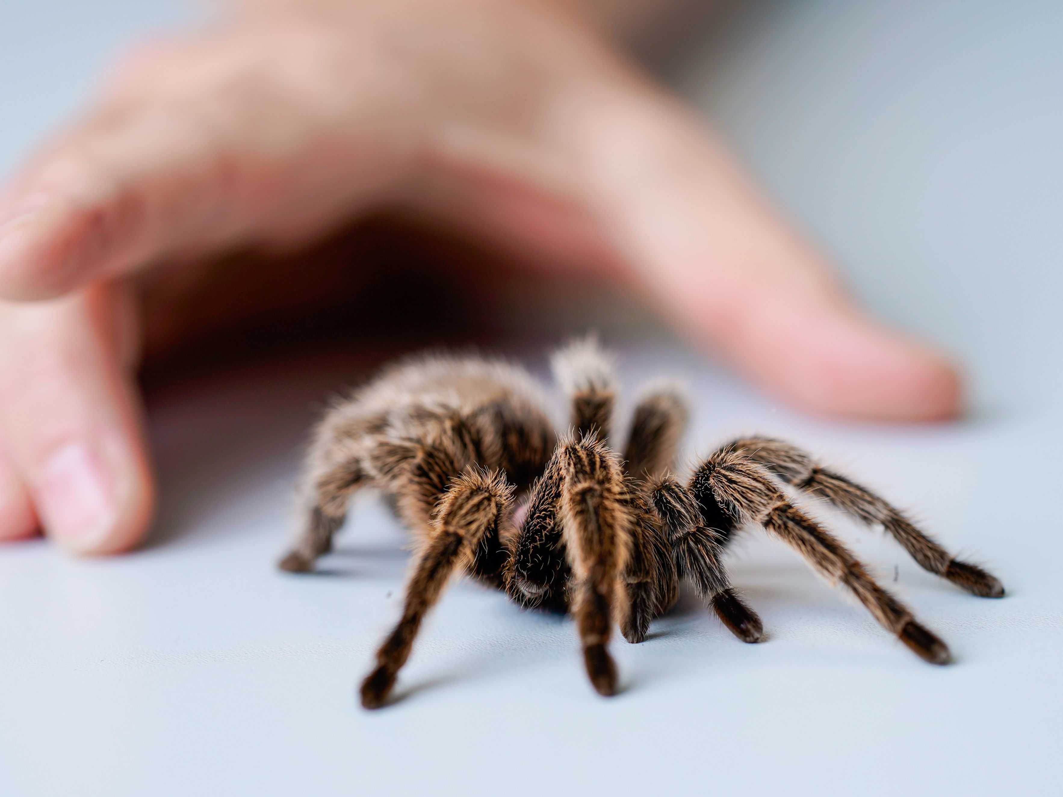 In einem Stiegenhaus in Niederösterreich wurde eine Vogelspinne entdeckt. In einem Stiegenhaus in Niederösterreich wurde eine Vogelspinne entdeckt.