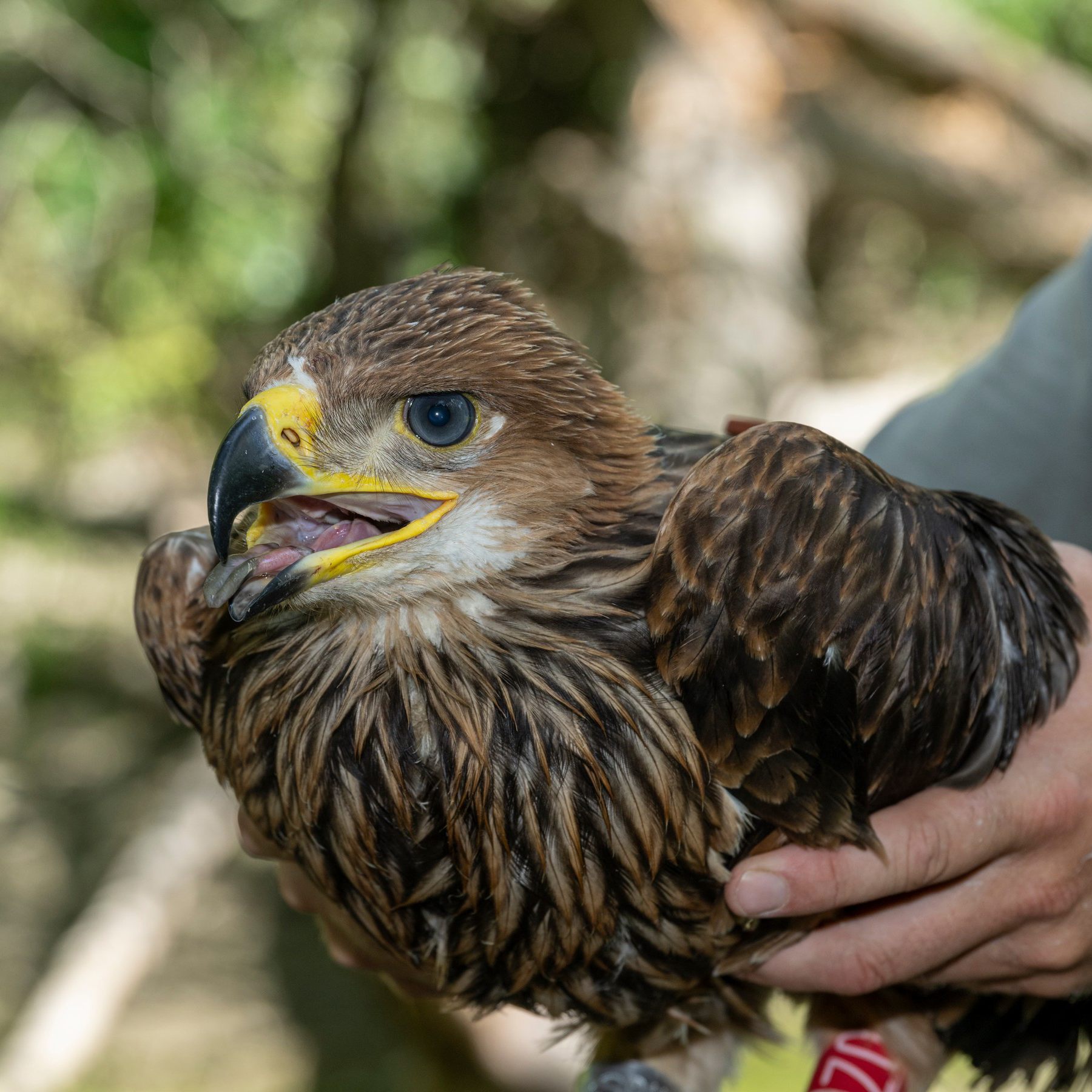 Der Kaiseradler war in Österreich schon ausgestorben.