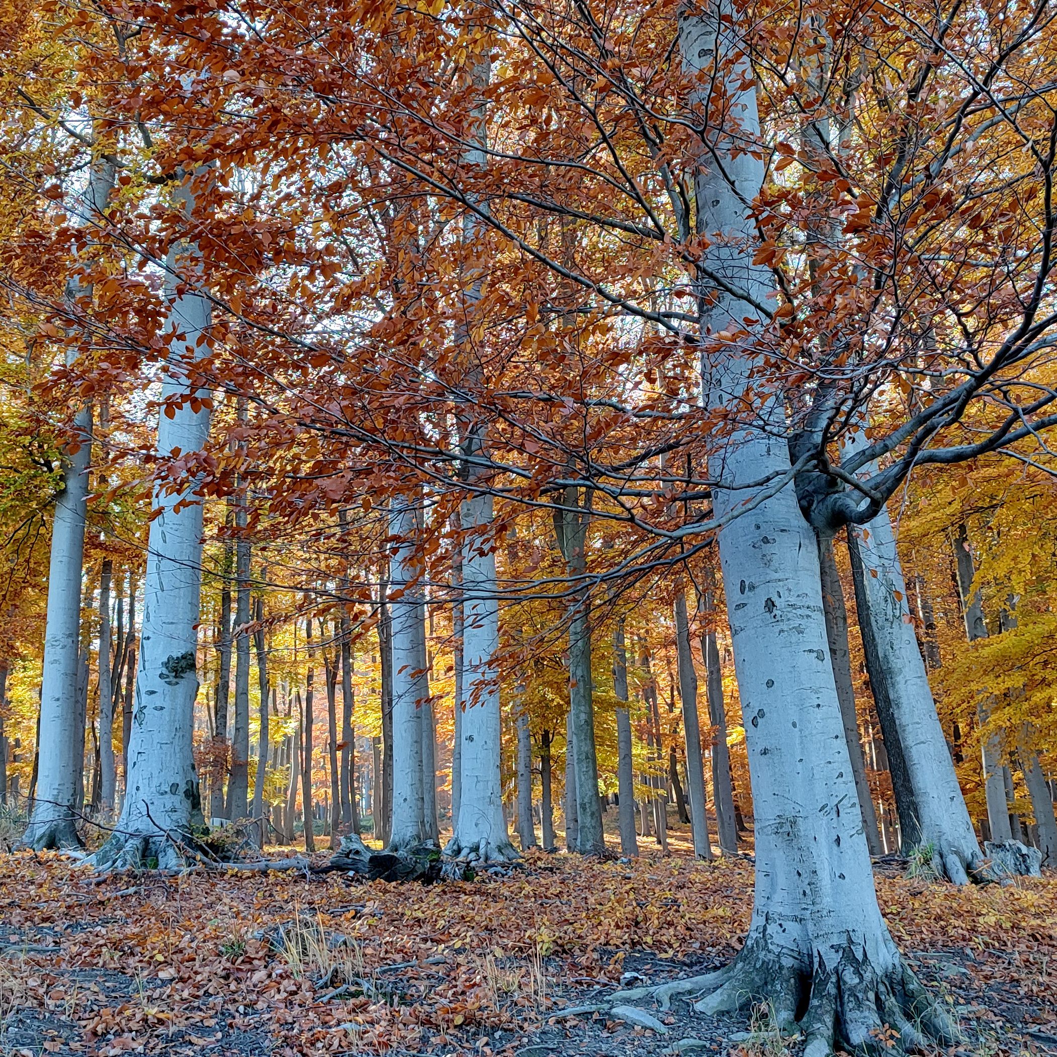 Das "Wienerwald Festival" will Kultur und Natur verbinden.