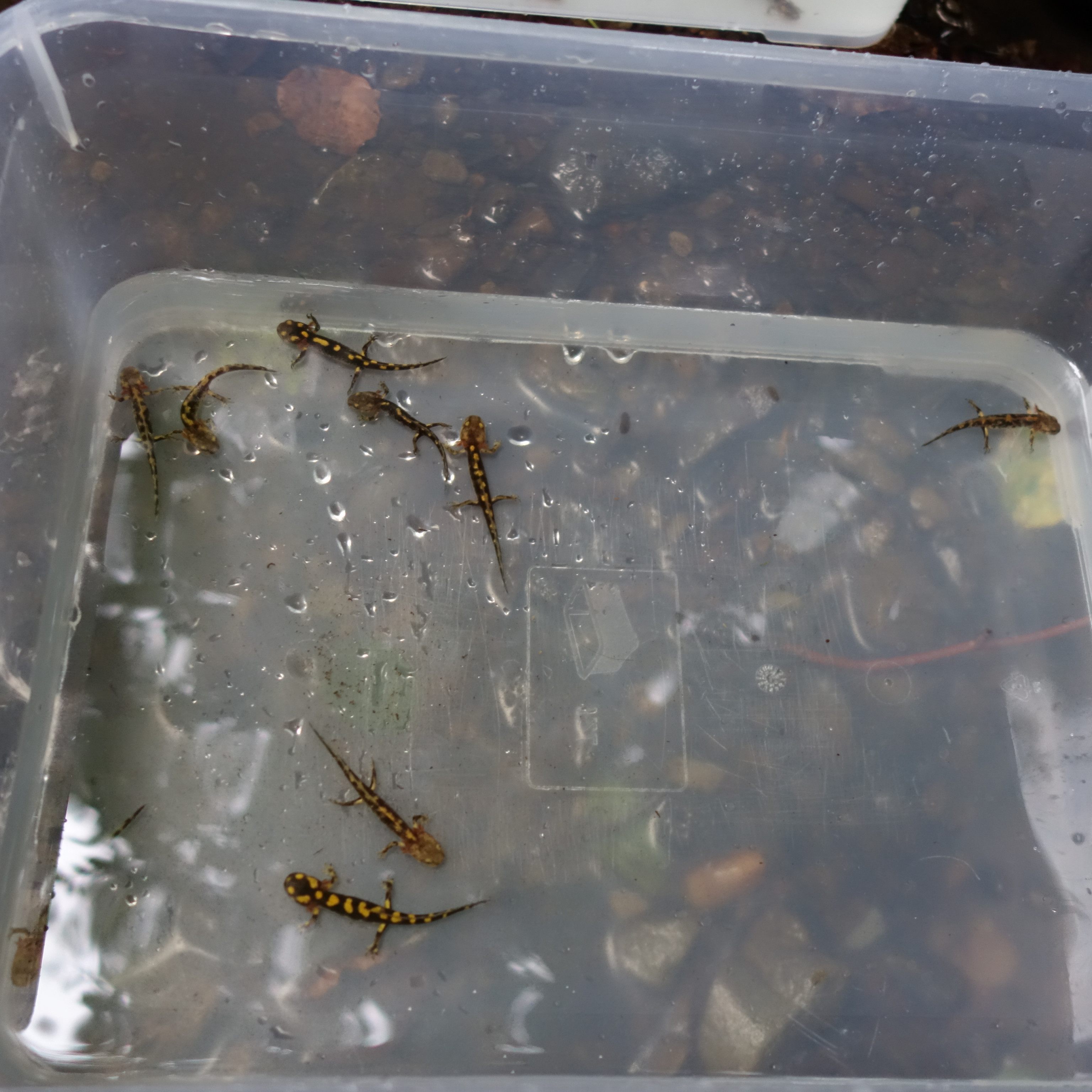 "Der Wienerwald ist ein wichtiges Vorkommensgebiet des Feuersalamanders", wurde erklärt.