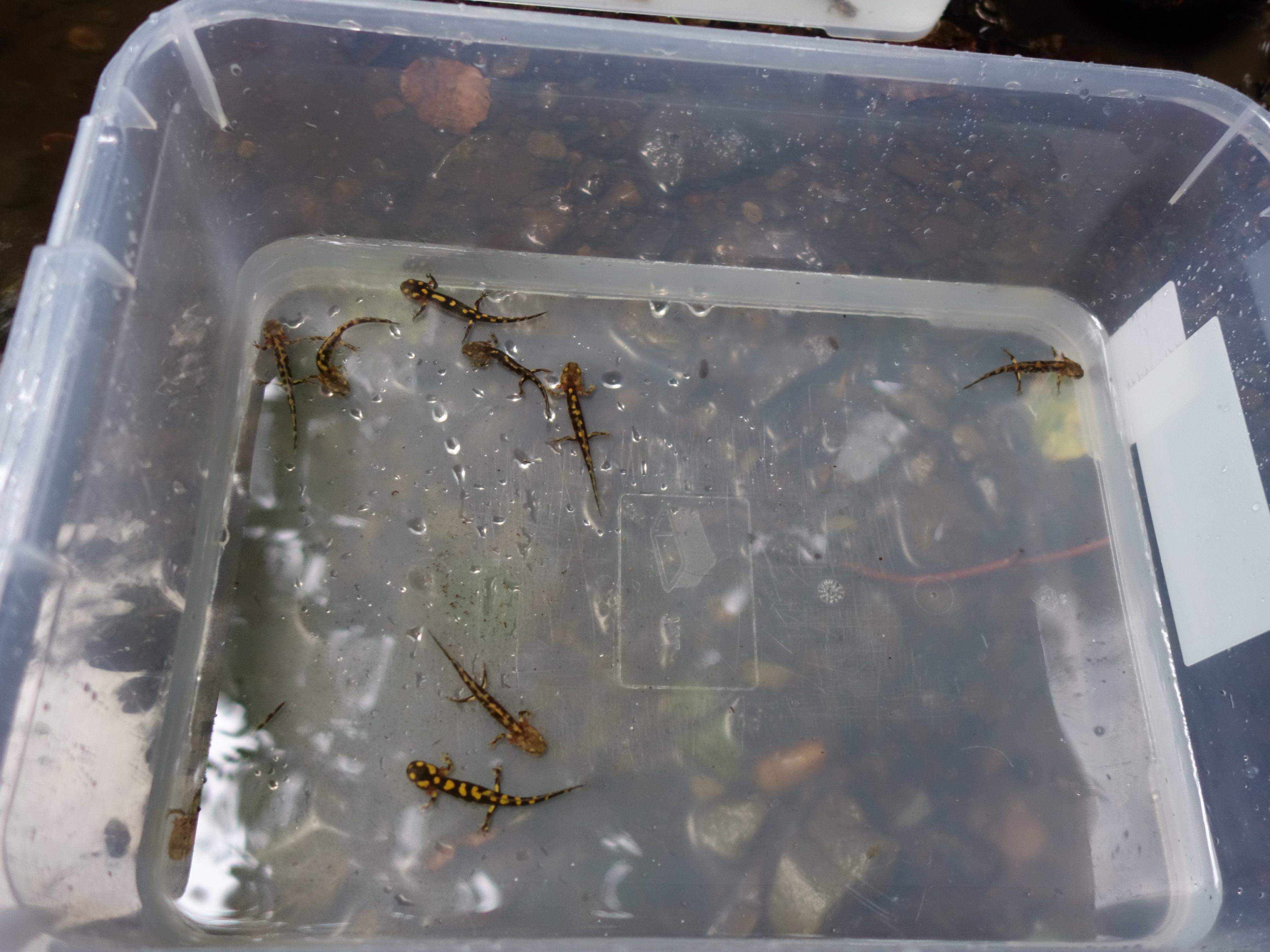 "Der Wienerwald ist ein wichtiges Vorkommensgebiet des Feuersalamanders", wurde erklärt. "Der Wienerwald ist ein wichtiges Vorkommensgebiet des Feuersalamanders", wurde erklärt.