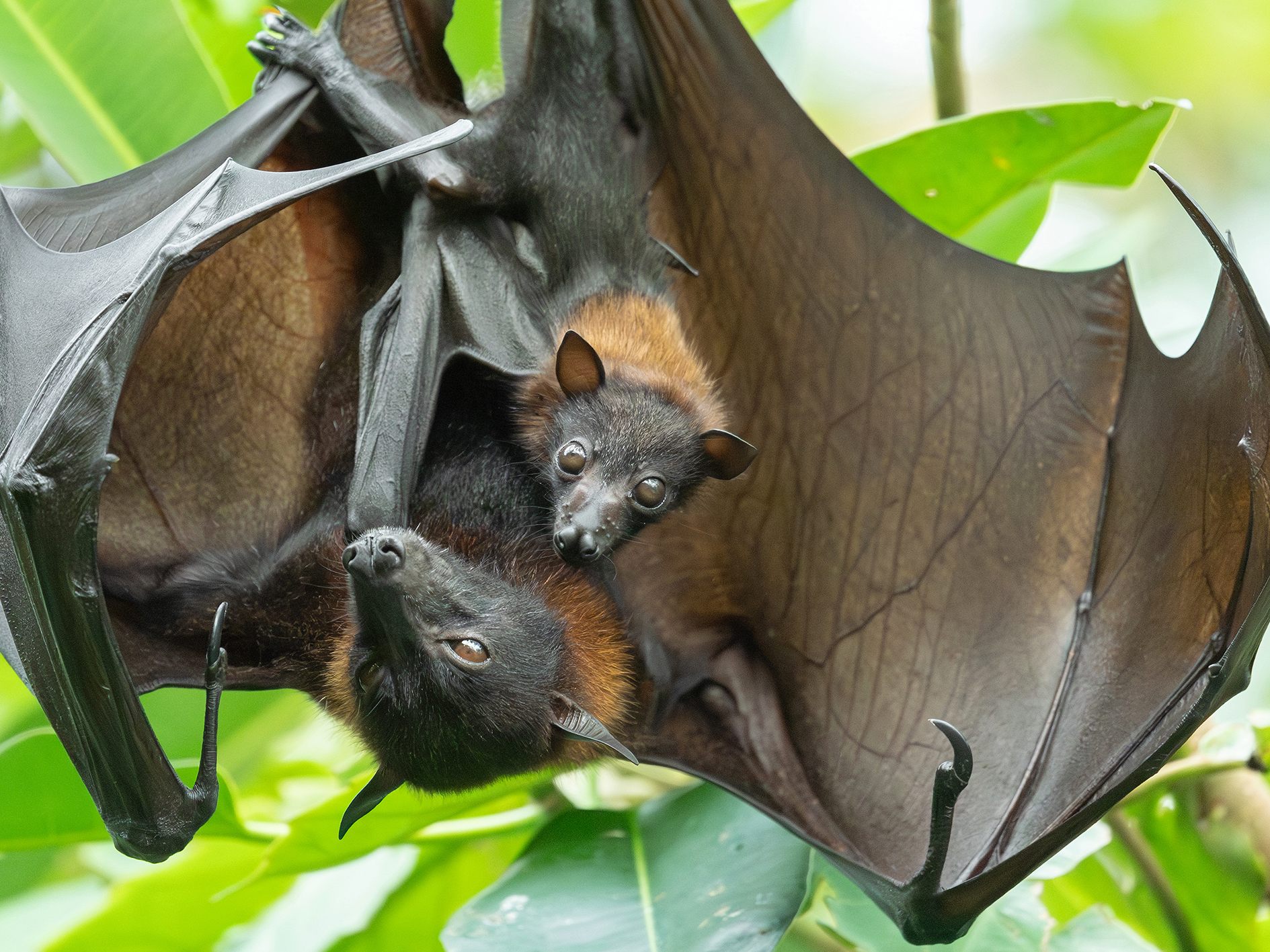 "Flughunde verbringen fast ihr gesamtes Leben kopfüber hängend", so der Wiener Tiergarten Schönbrunn. "Flughunde verbringen fast ihr gesamtes Leben kopfüber hängend", so der Wiener Tiergarten Schönbrunn.