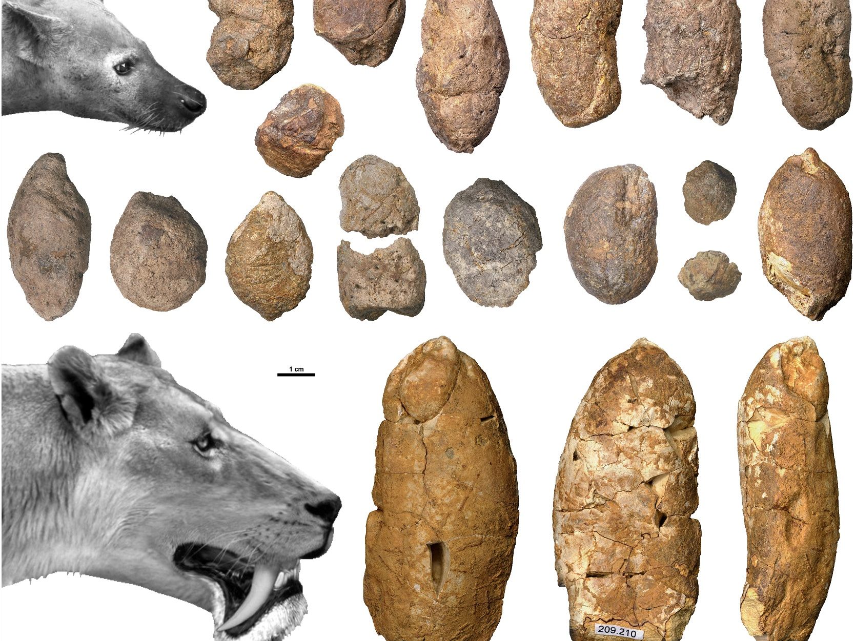 Mehr als zwölf Millionen Jahre alten Kot haben Paläontologen nördlich von Graz in einer Tongrube entdeckt.
