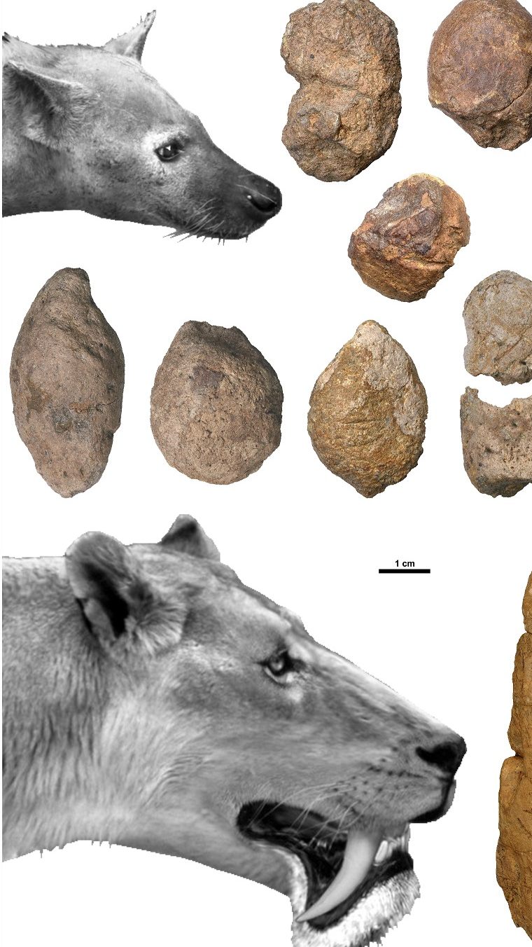 Mehr als zwölf Millionen Jahre alten Kot haben Paläontologen nördlich von Graz in einer Tongrube entdeckt.