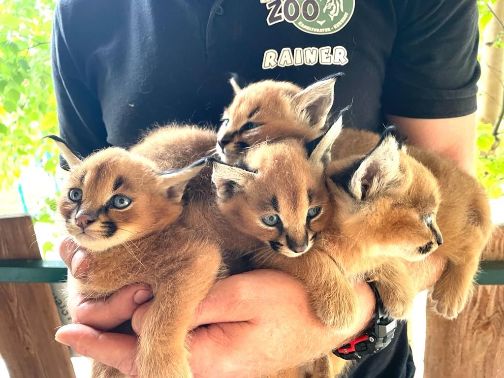 Im Weißen Zoo in Niederösterreich wurden Karakal-Vierlinge geboren. Im Weißen Zoo in Niederösterreich wurden Karakal-Vierlinge geboren.