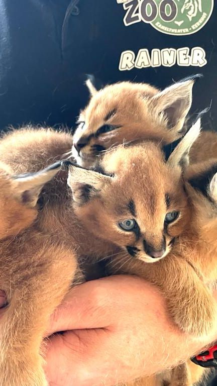 Im Weißen Zoo in Niederösterreich wurden Karakal-Vierlinge geboren.