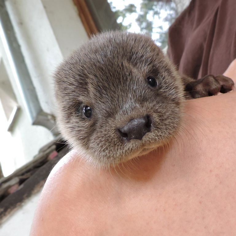 Das Bild zeigt Fischotter-Baby Franziska.