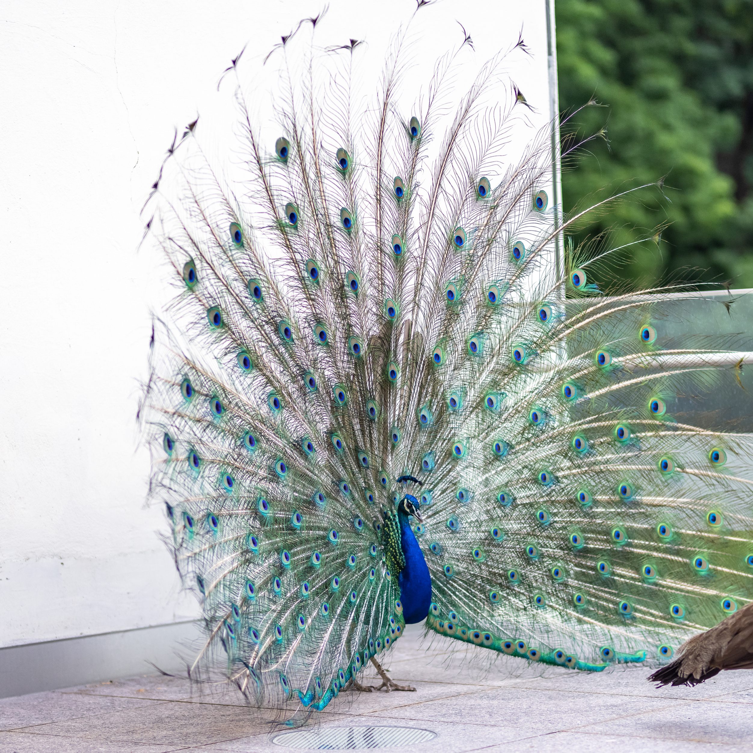 Im Krems wurde ein Pfau eingefangen.