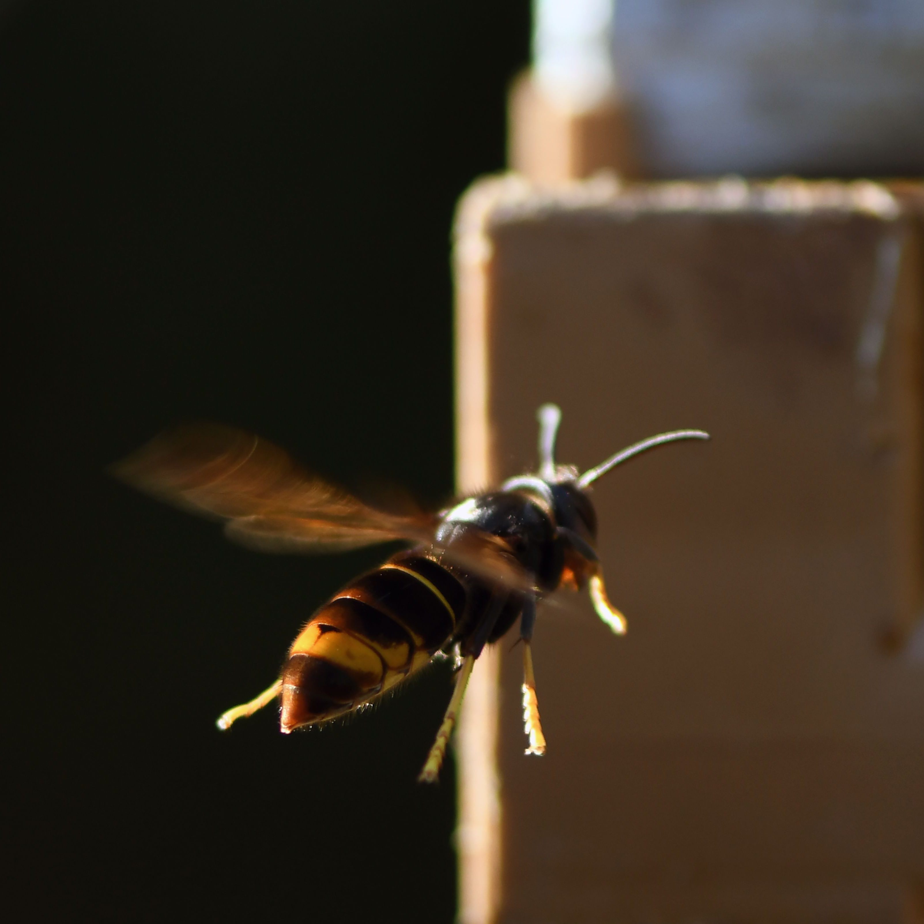 Die AGES warnt Imker vor der asiatischen Hornisse.