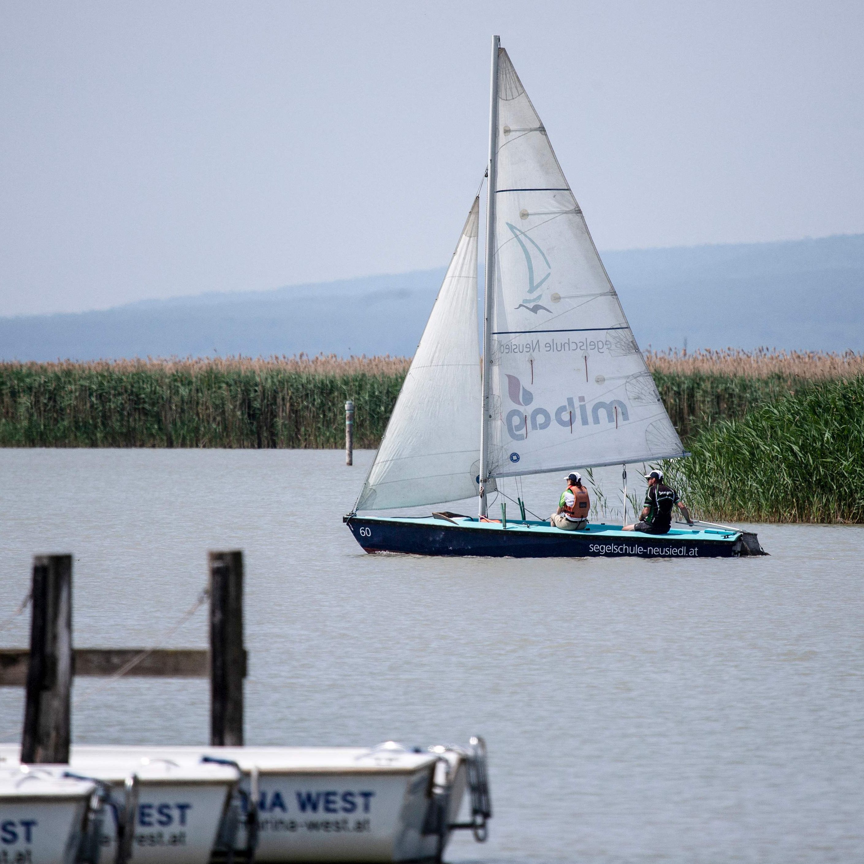 Die Hitze noch kein Problem für die Fische im Neusiedler See.
