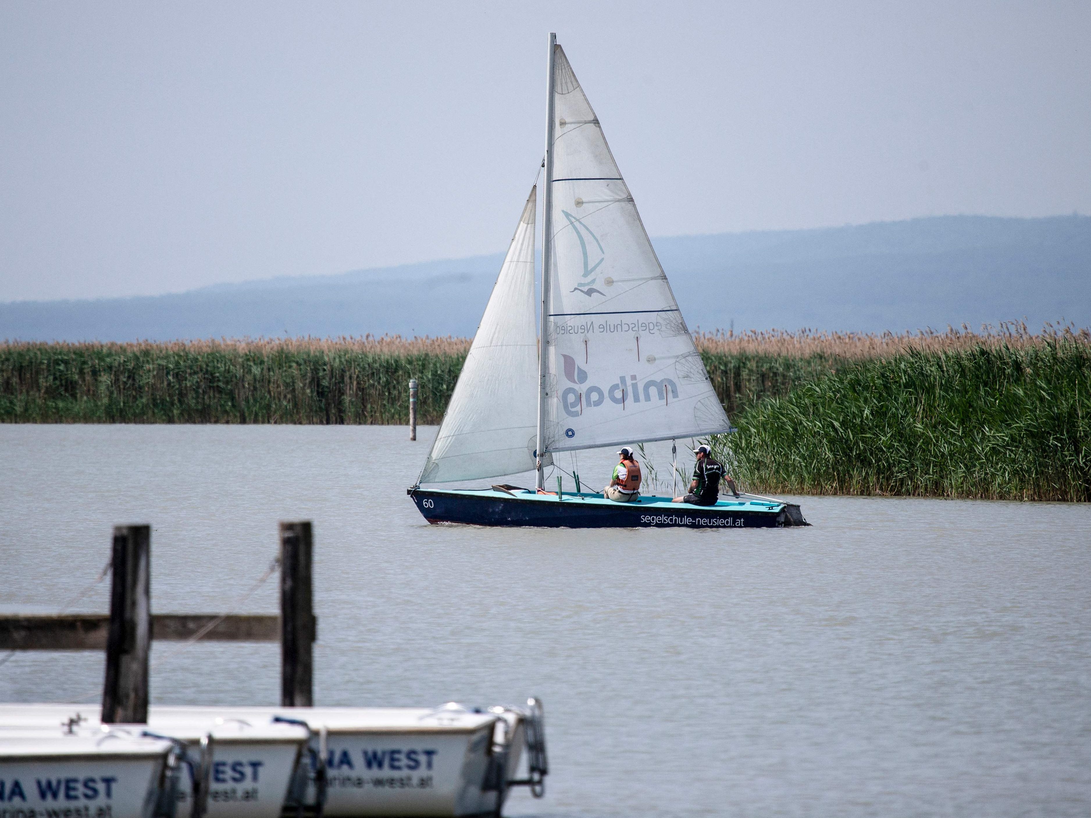 Die Hitze noch kein Problem für die Fische im Neusiedler See.