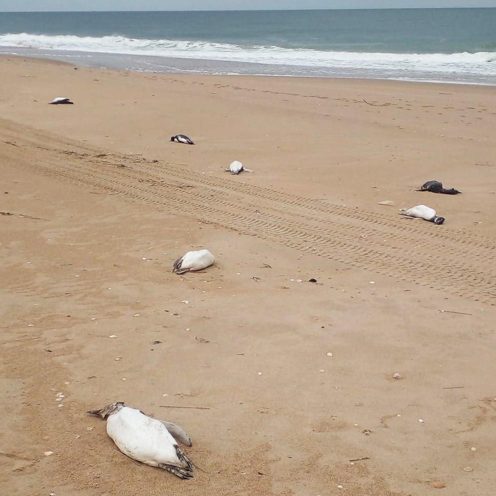 In Uruguay wurden tausende tote Pinguine angeschwemmt.