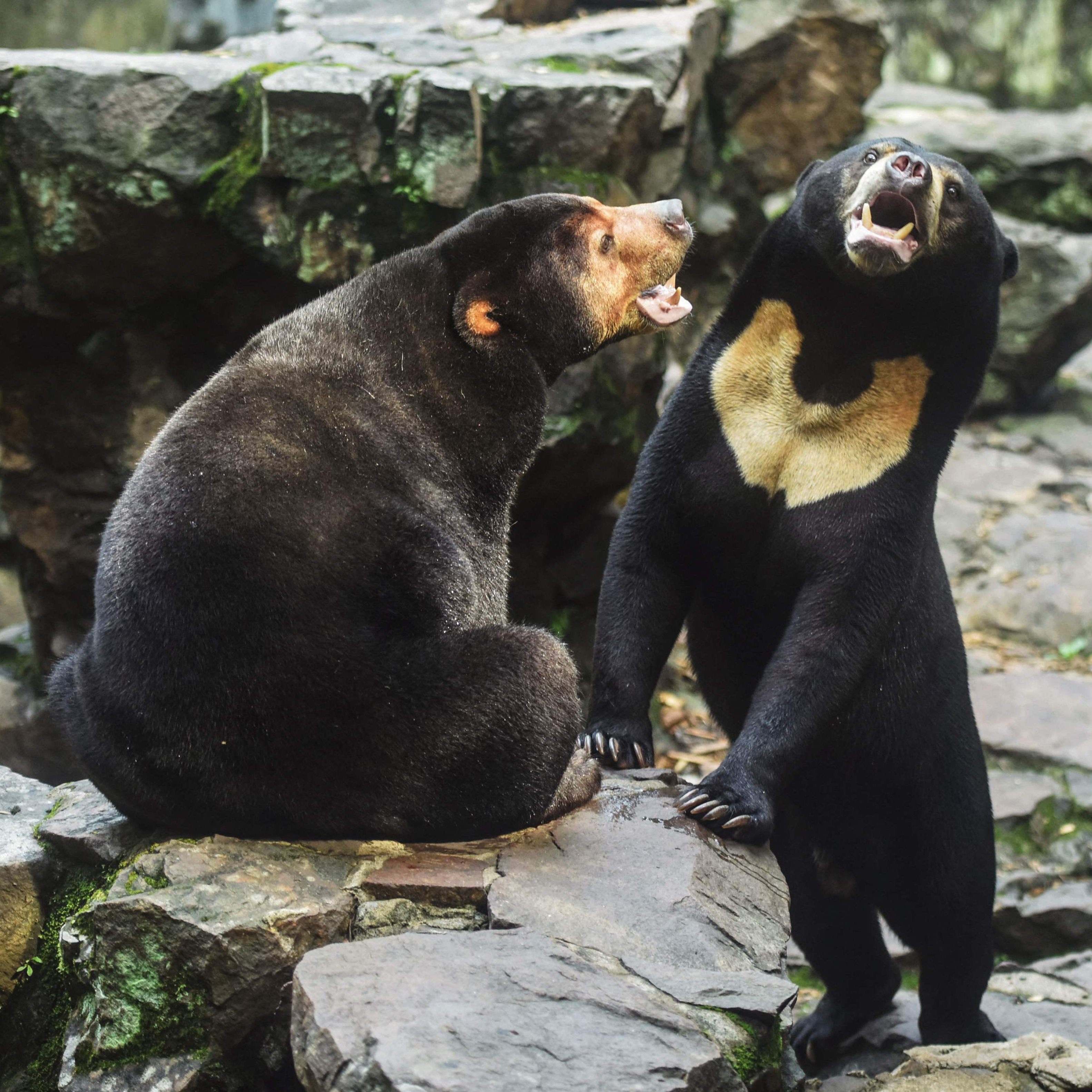 Ein chinesischer Zoo weist Vorwürfe zu einem Mensch in einem Bärenkostüm zurück.