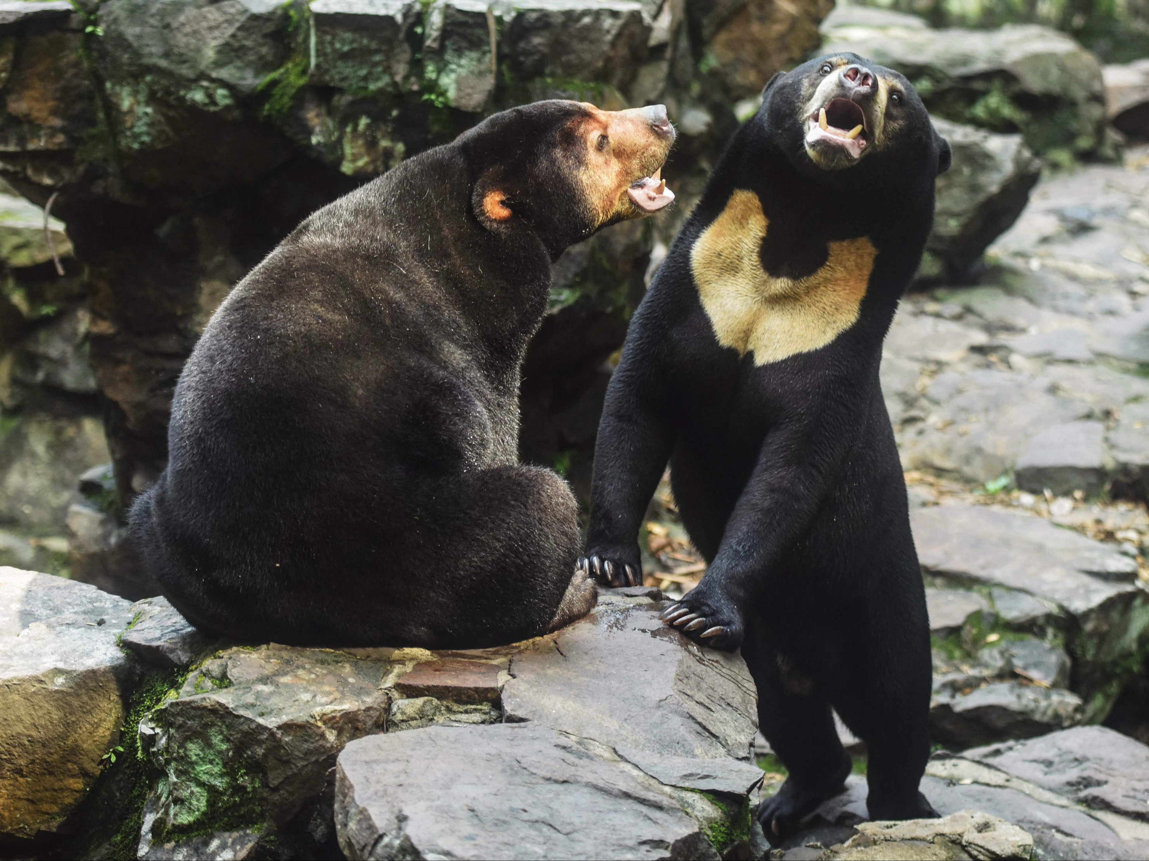 Ein chinesischer Zoo weist Vorwürfe zu einem Mensch in einem Bärenkostüm zurück. Ein chinesischer Zoo weist Vorwürfe zu einem Mensch in einem Bärenkostüm zurück.