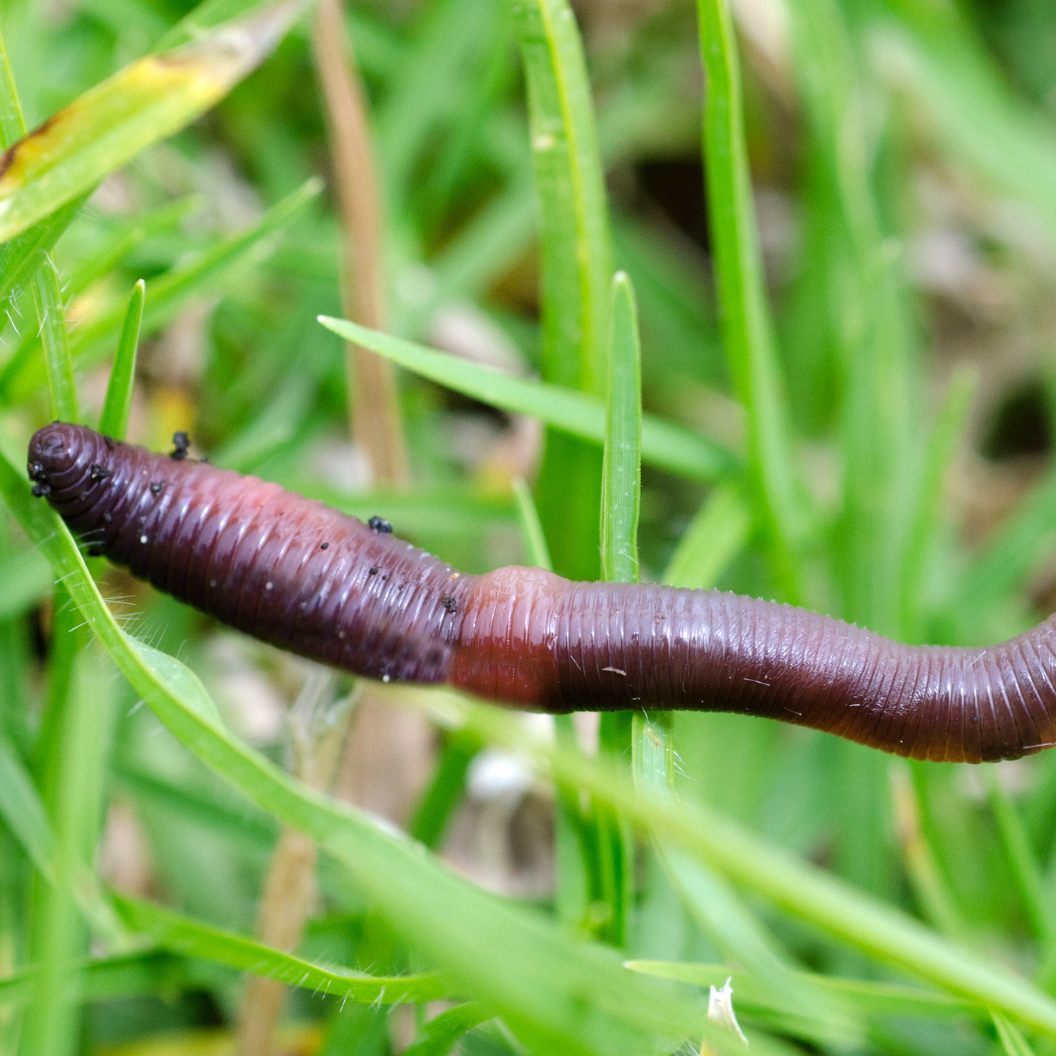 Ein Mann in Thailand hat gefilmt, wie ein Schnurwurm seinen Rüssel ausfährt.