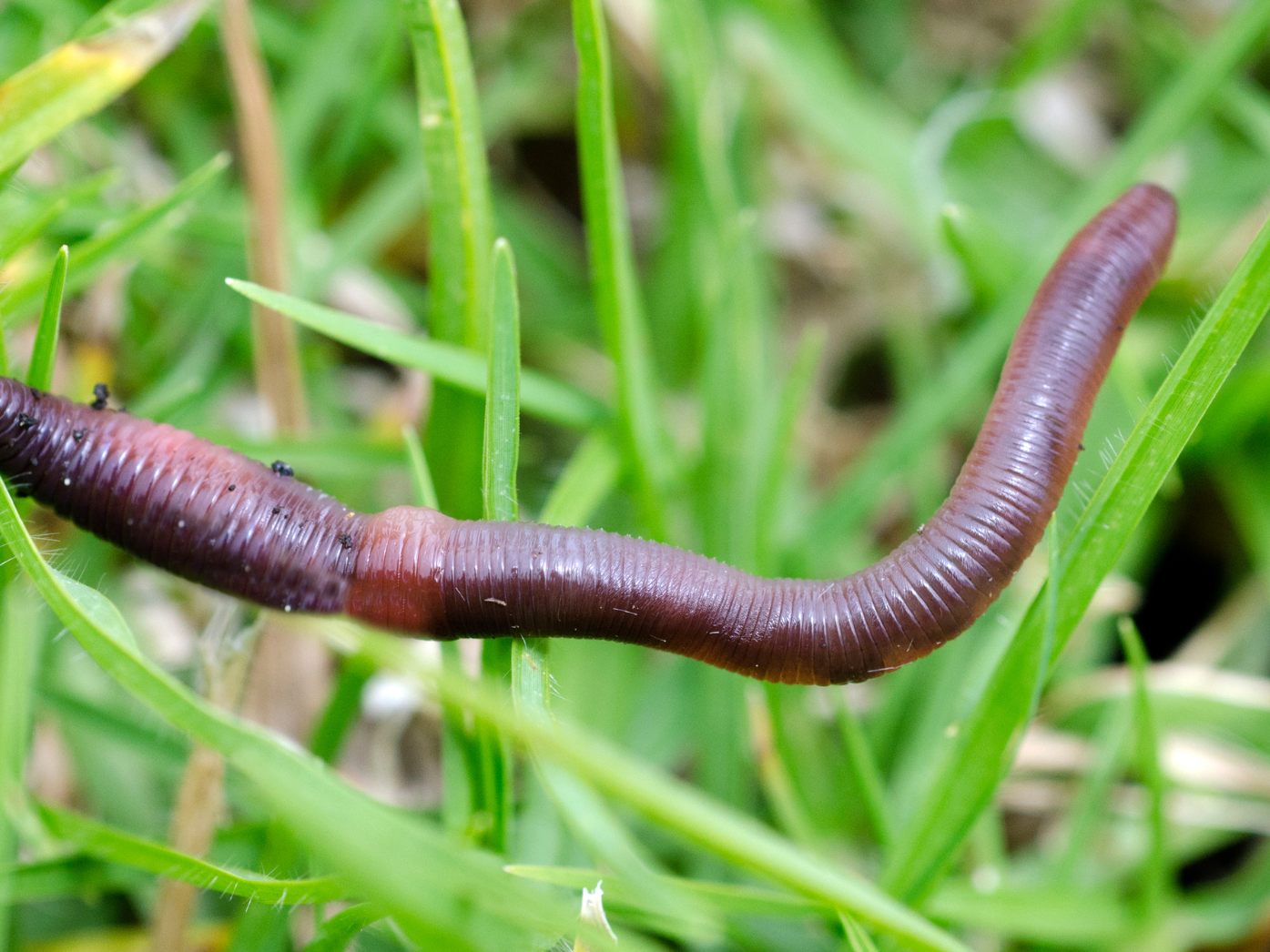 Ein Mann in Thailand hat gefilmt, wie ein Schnurwurm seinen Rüssel ausfährt. Ein Mann in Thailand hat gefilmt, wie ein Schnurwurm seinen Rüssel ausfährt.