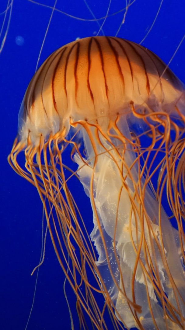 Forscher entdeckten 500 Millionen Jahre altes Quallen-Fossil.