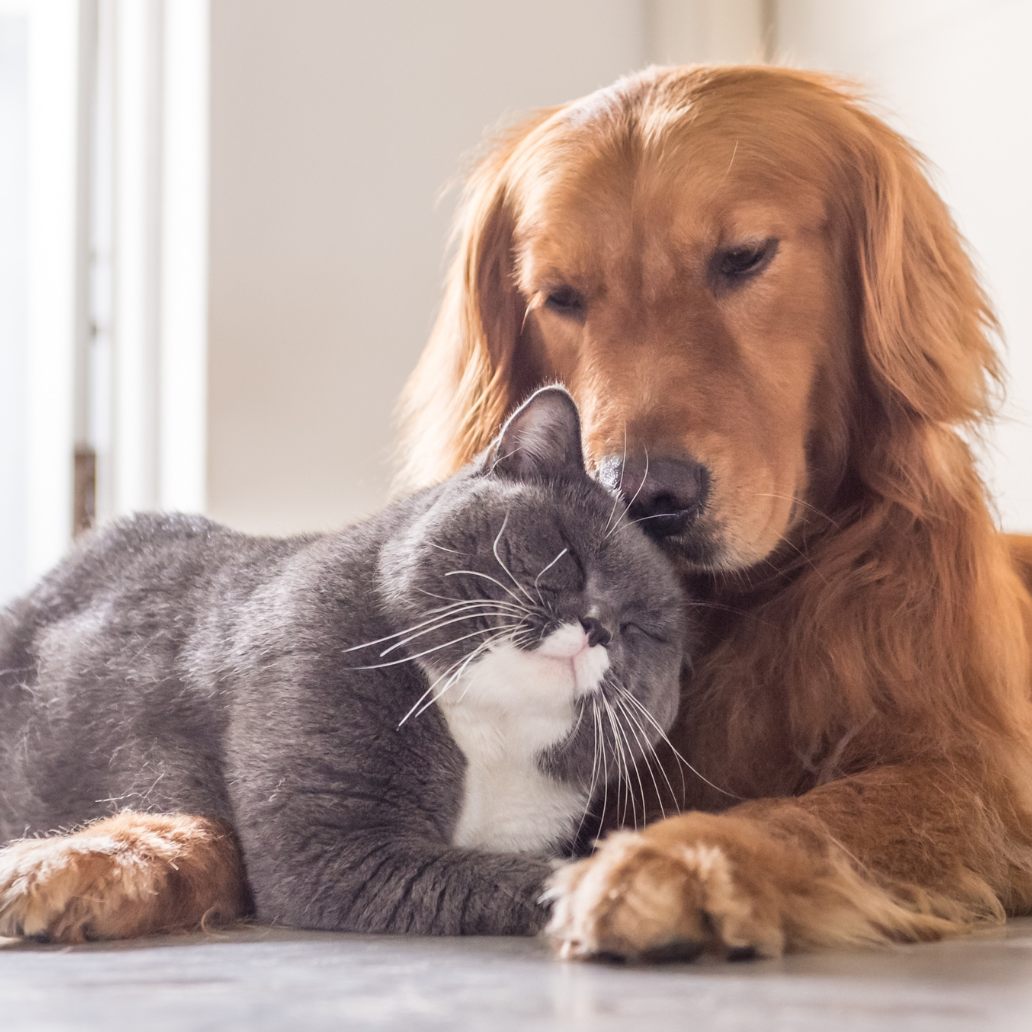 So klappt das Zusammenleben zwischen Hund und Katze.