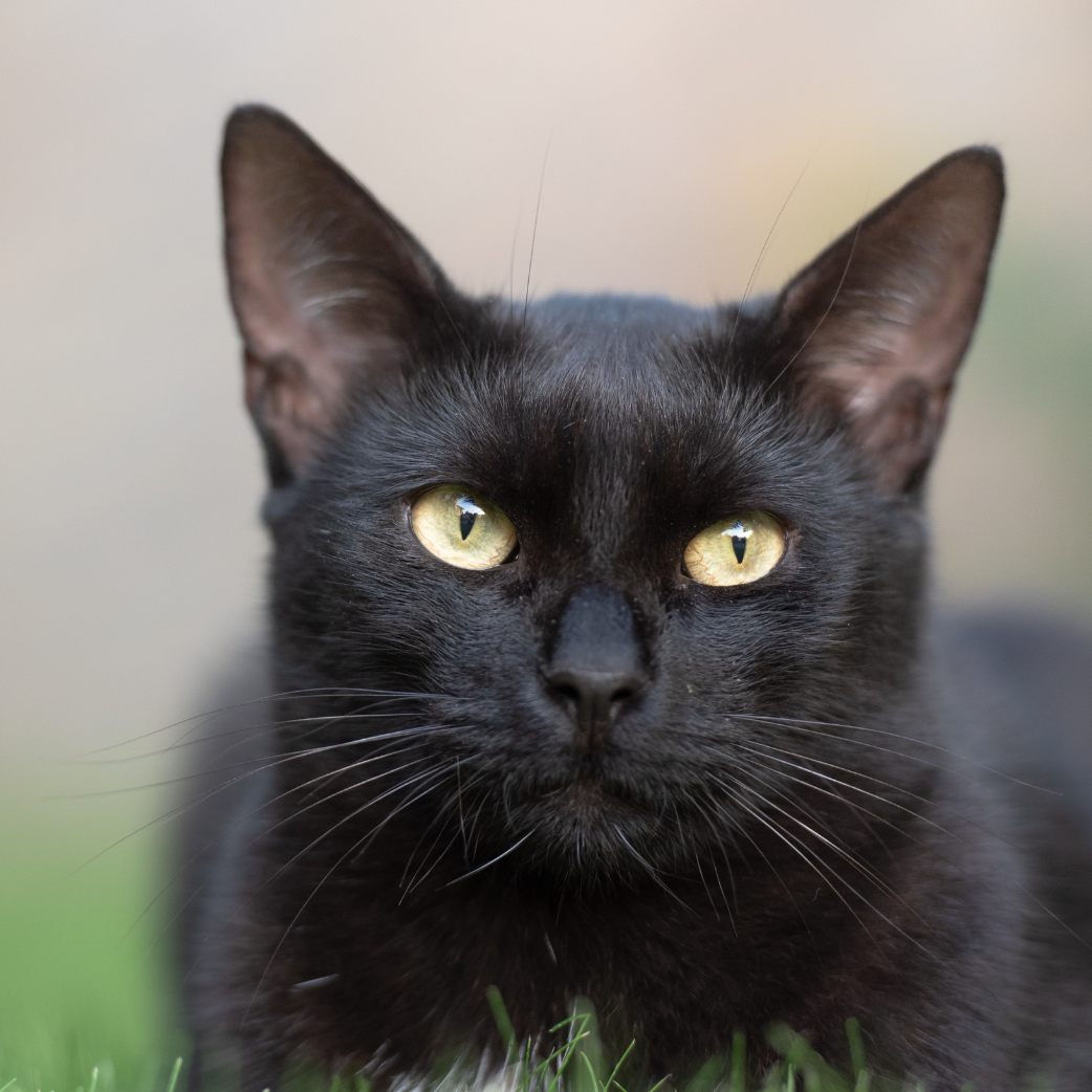 Deshalb gelten schwarze Katzen als Unglücksbringer.