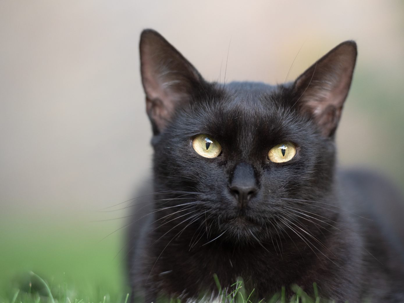 Deshalb gelten schwarze Katzen als Unglücksbringer. Deshalb gelten schwarze Katzen als Unglücksbringer.