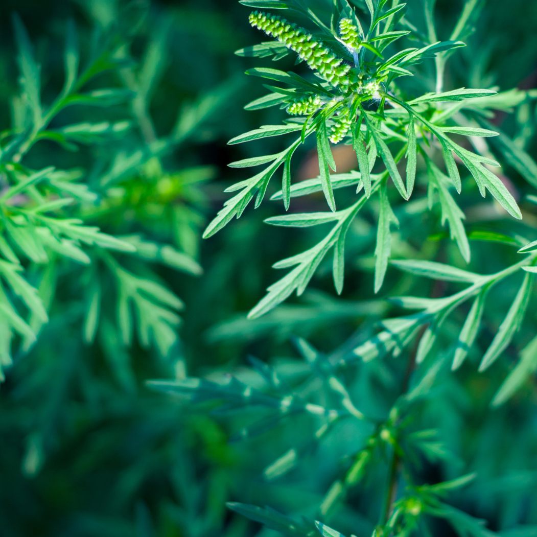 Ragweed soll heuer alle Rekorde brechen.