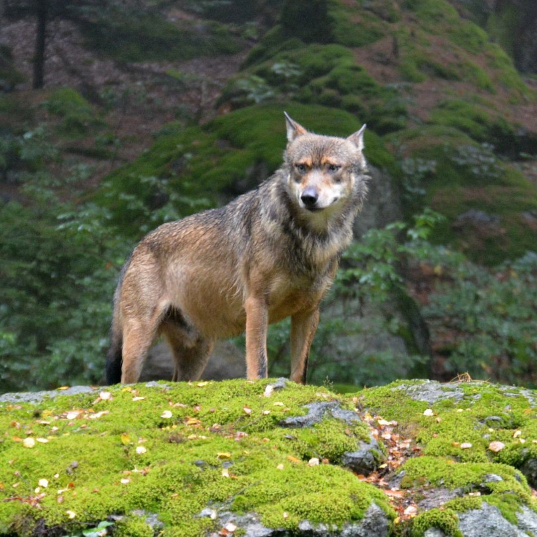 Ein legaler Abschuss ist in den kommenden vier Wochen möglich.