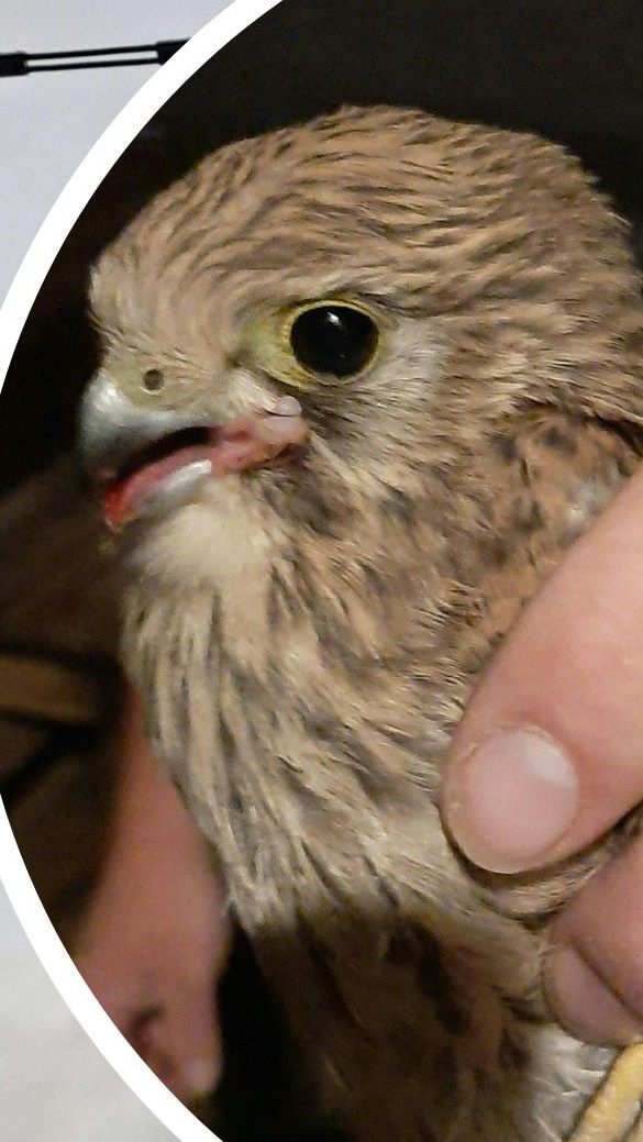 Monteure von Netz NÖ befreiten den Turmfalken aus seiner misslichen Lage.