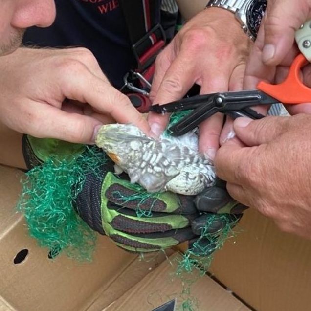 Der Sittich wurde vorsichtig von den Resten des Netzes befreit.