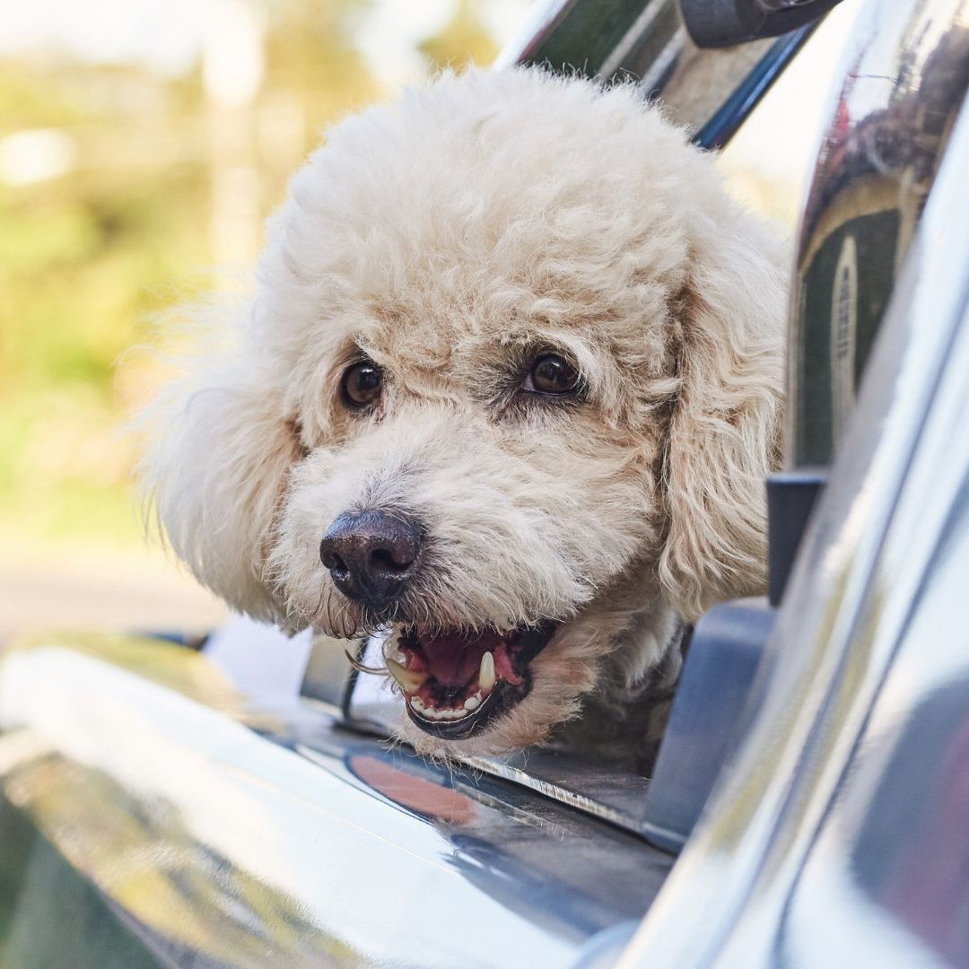 Ein Pudel schloss sich in einem Pkw ein.