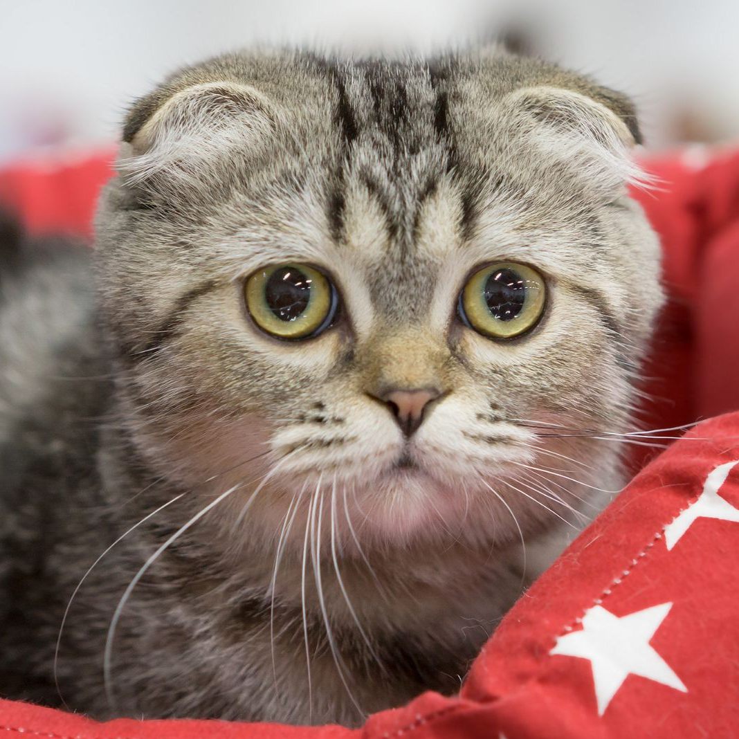 Die Katzenrasse Scottish Fold ist ein Beispiel für qualvolle Zucht.